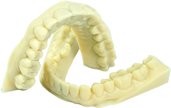 Dental_ Arch_ Model.png PNG
