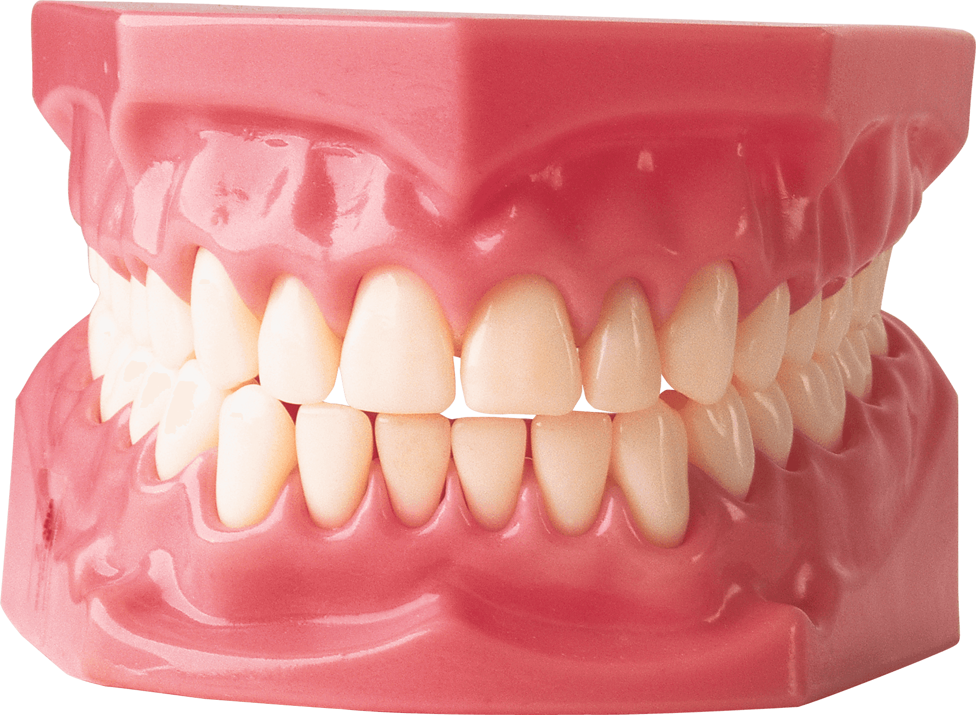 Dental_ Model_ Complete_ Set_of_ Teeth PNG