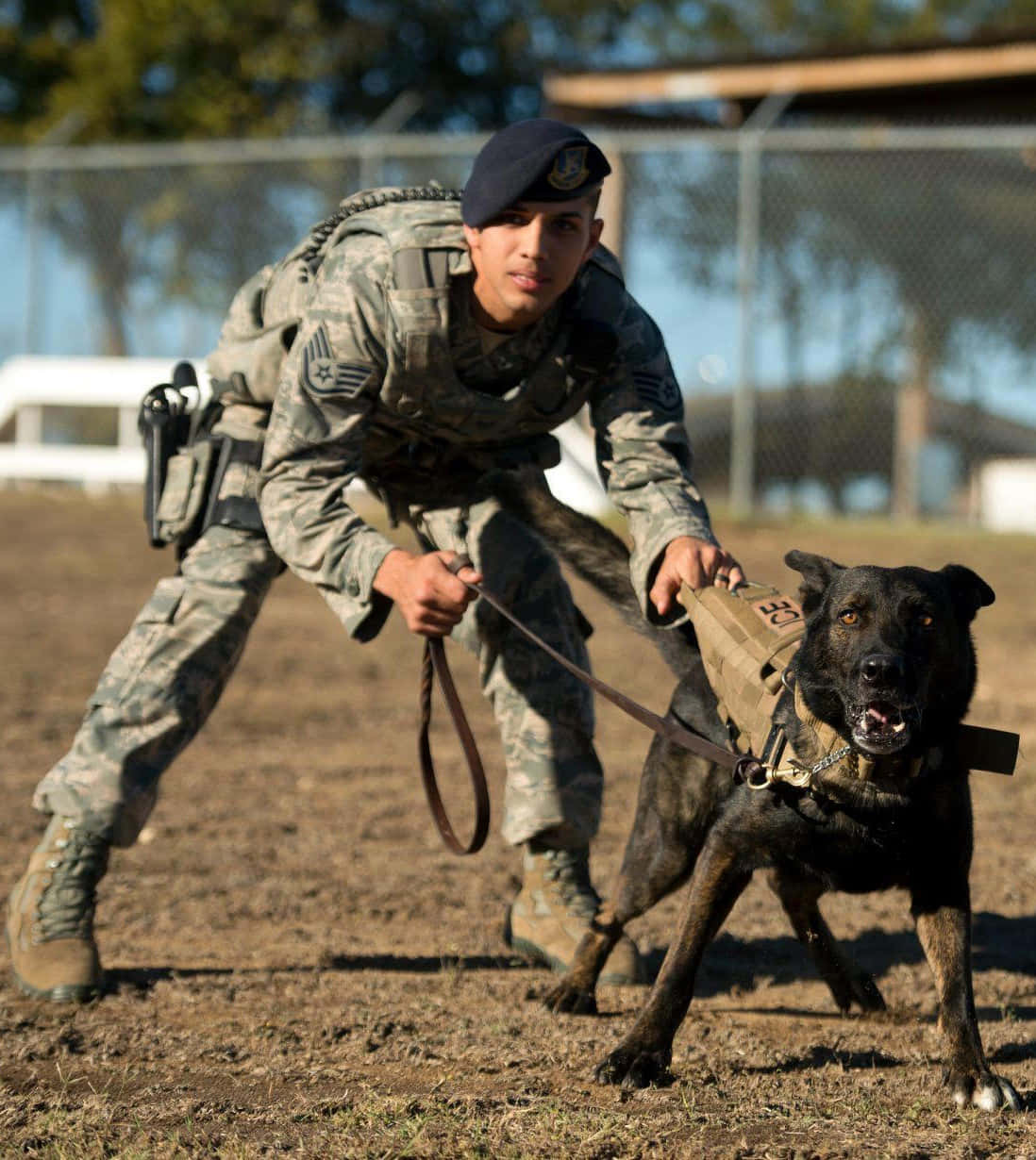 Dependable Military Working Dog Wallpaper