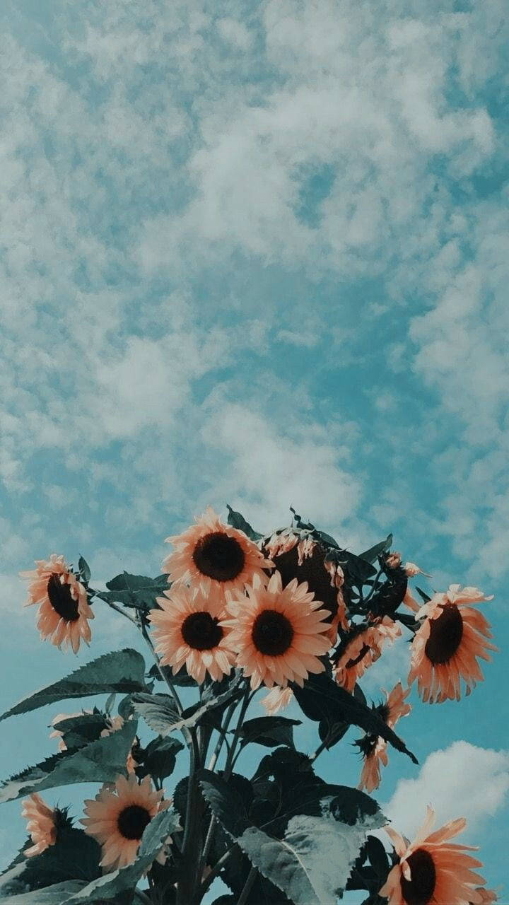 Desaturated Sunflower Flowers Aesthetic Background