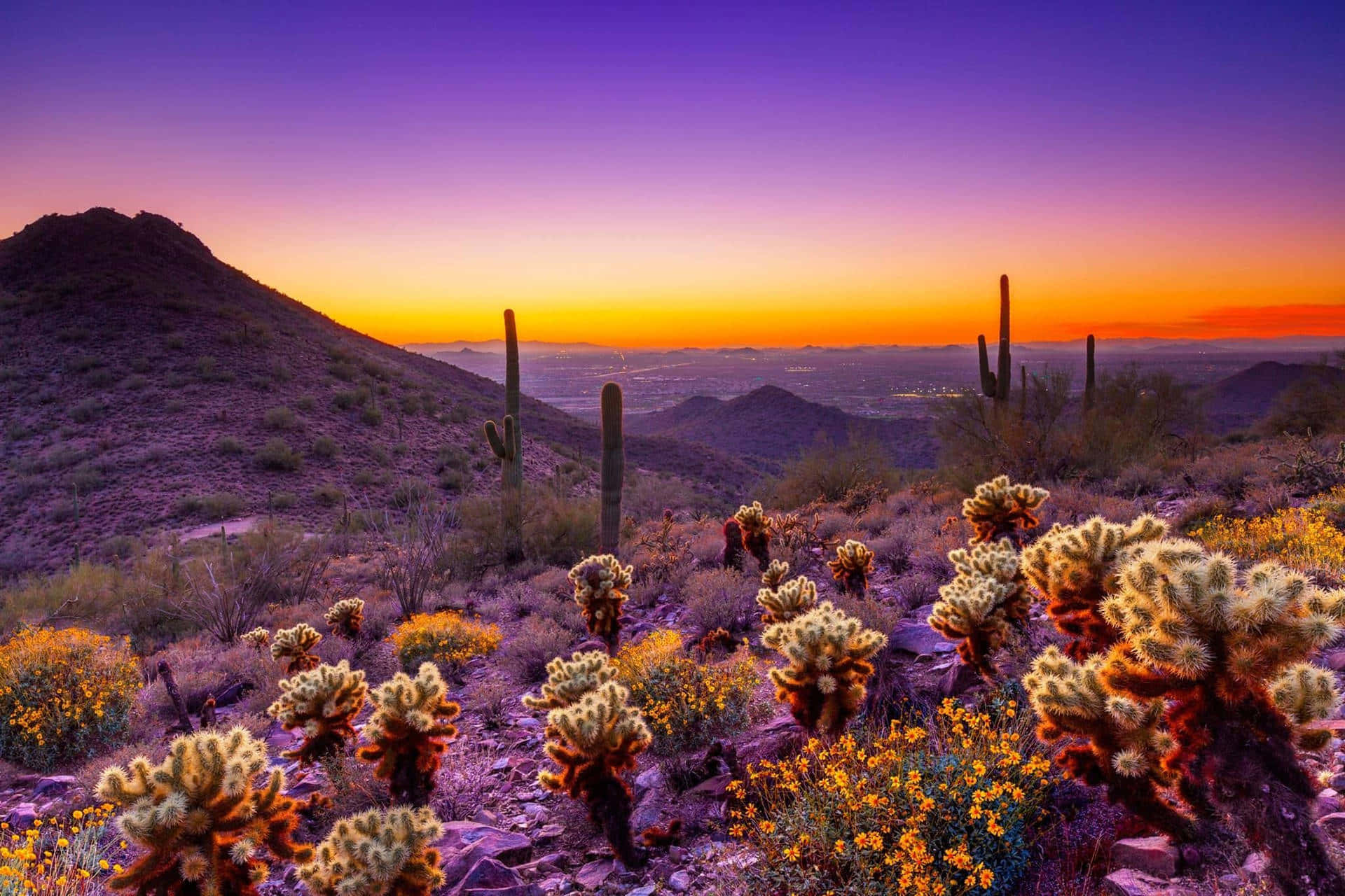 A Sunset Over A Desert With Cactus And Flowers