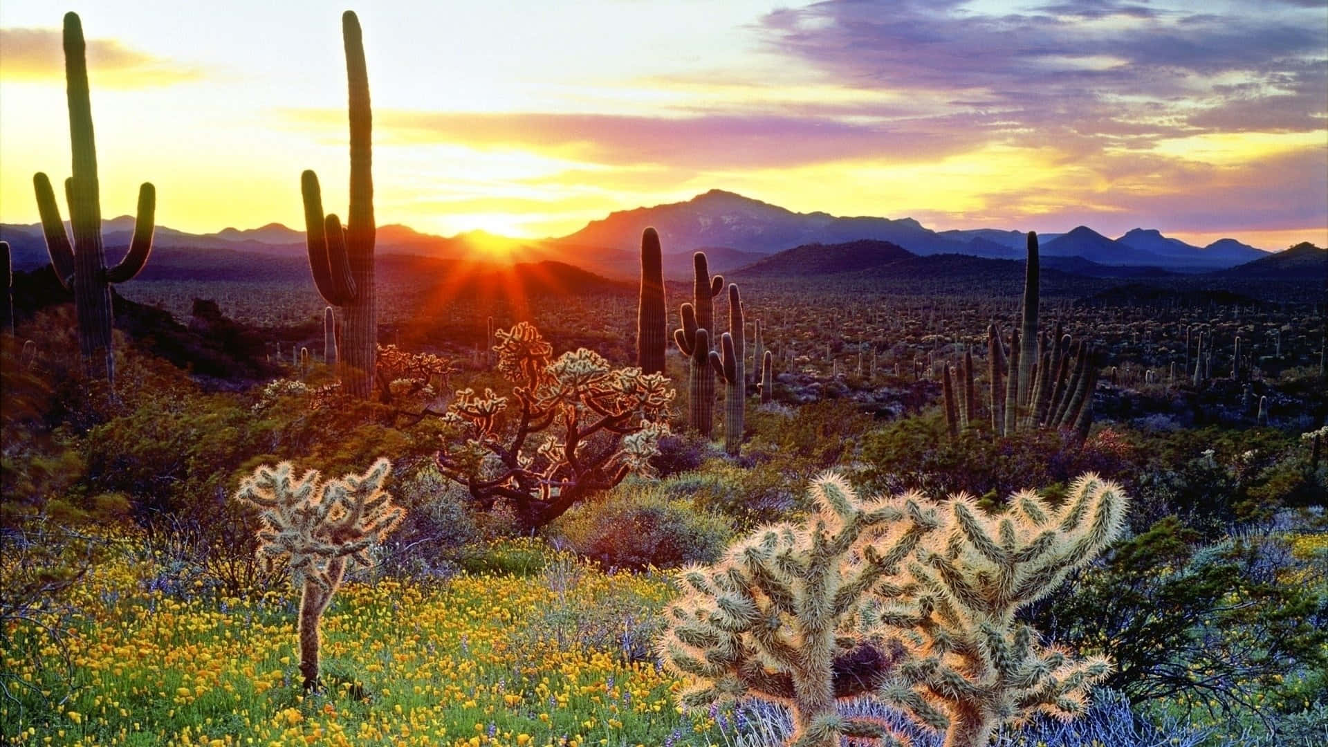 A lonely cactus stands atop a vast desert landscape.