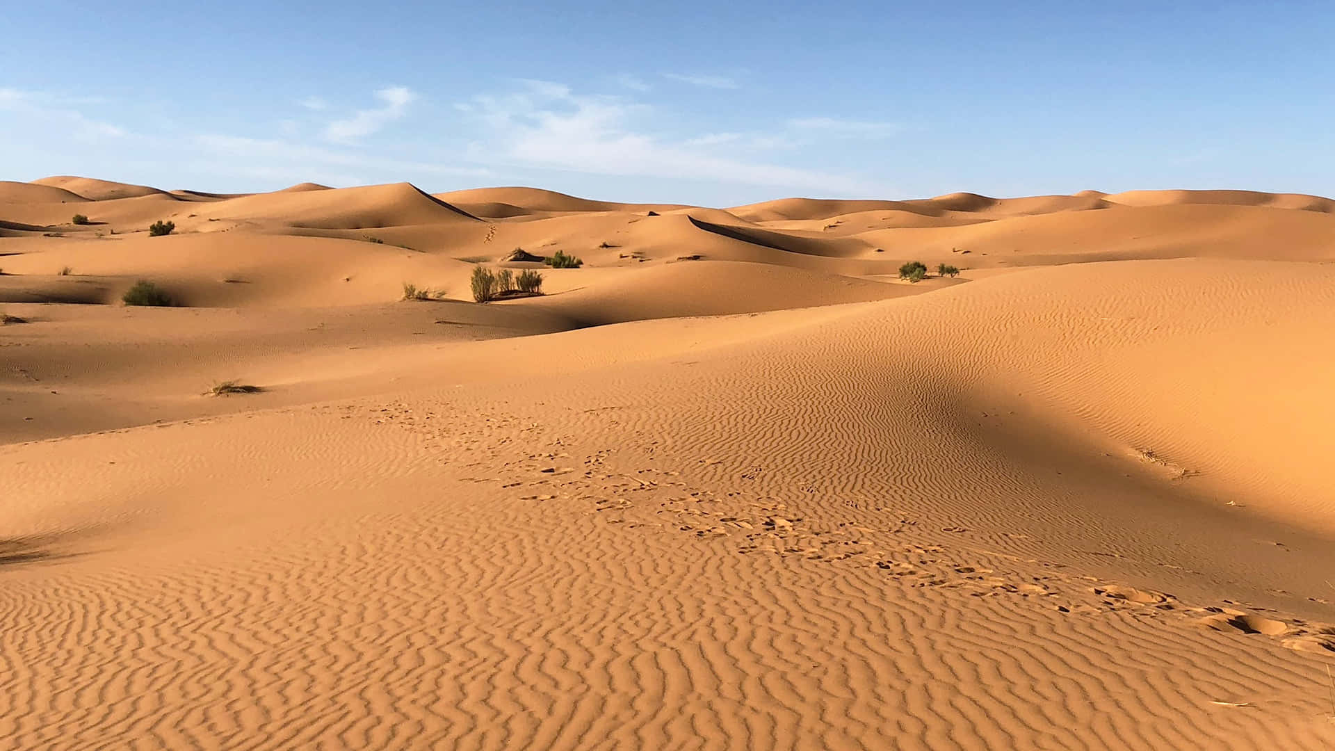 Standing tall in the unforgiving desert