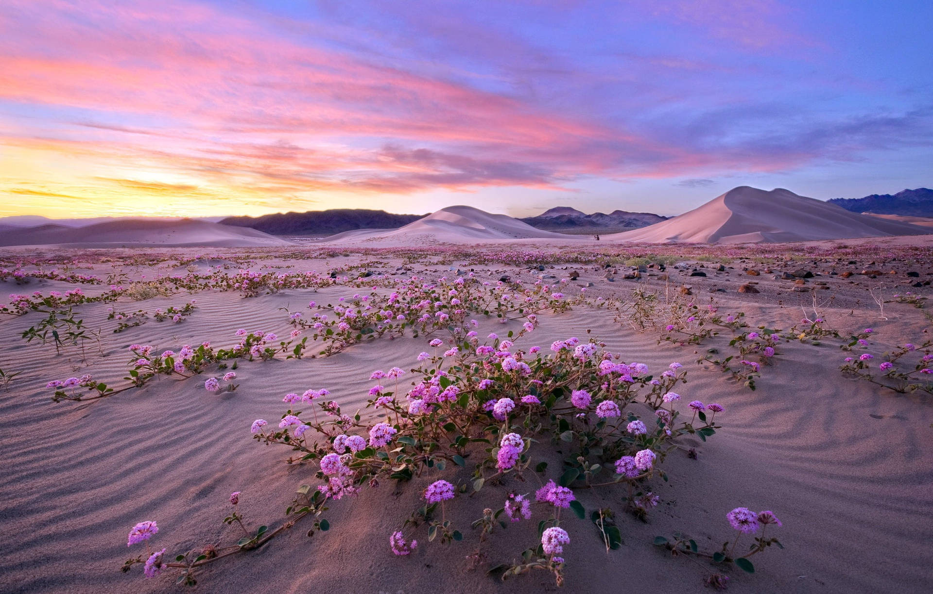Desert Blooming Death Valley Wallpaper