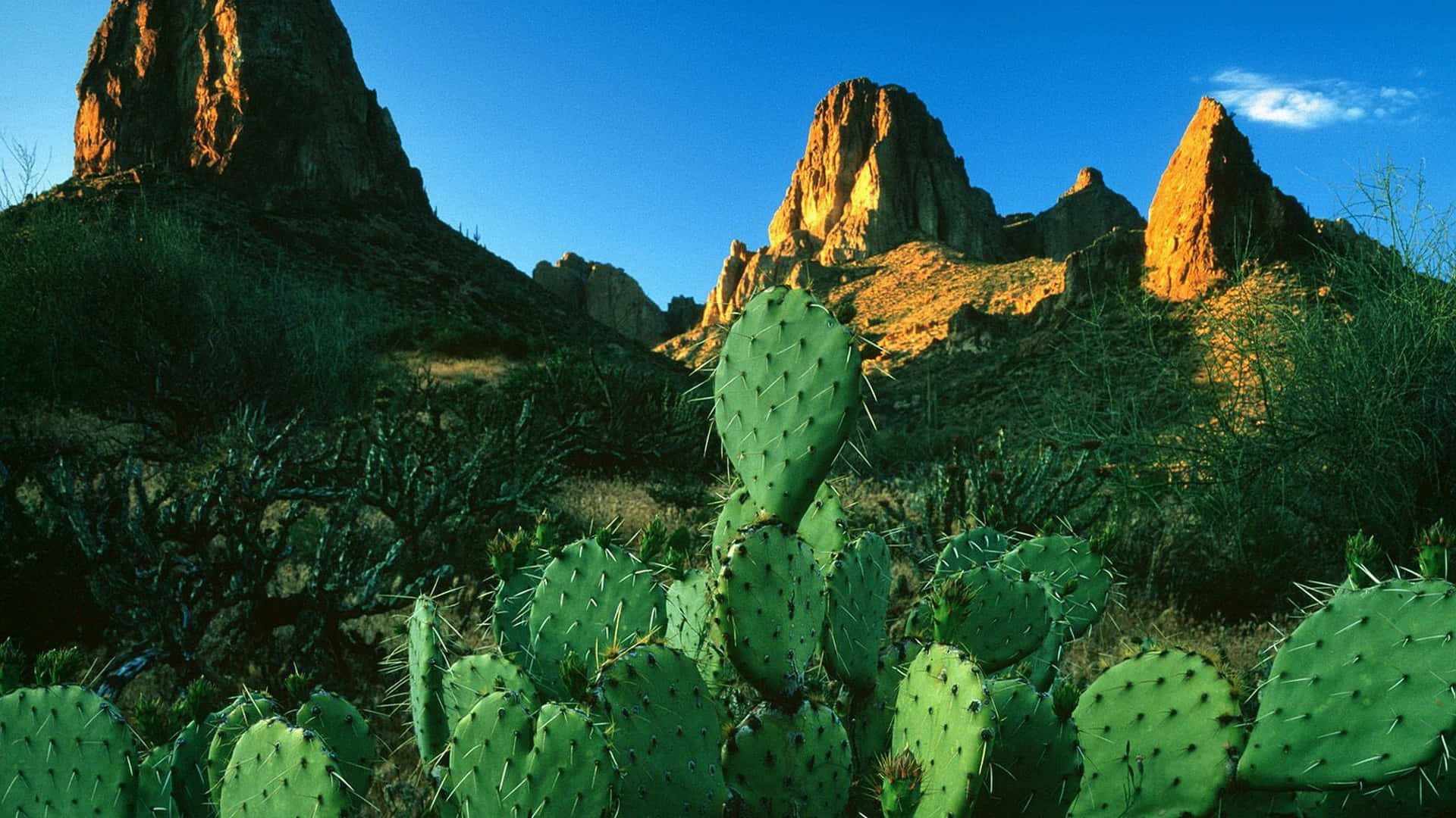 Desert_ Cactus_ Against_ Mountain_ Backdrop.jpg Wallpaper