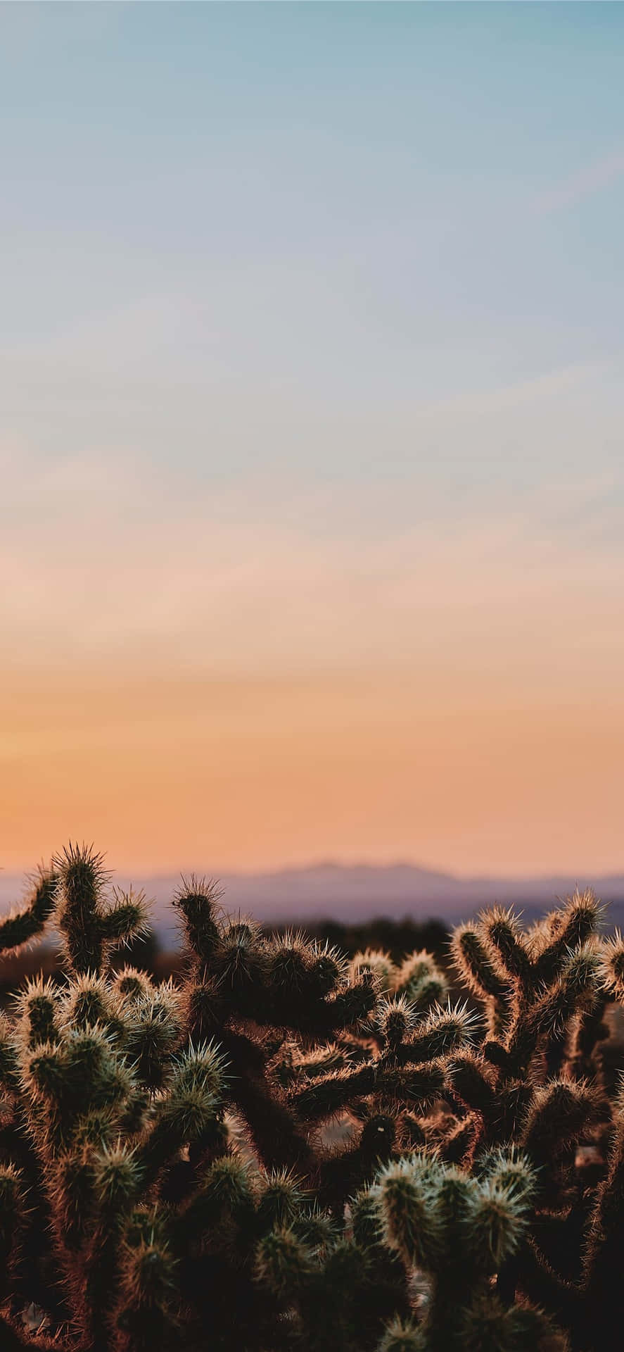 Desert Cactus Sunset Silhouette.jpg Wallpaper
