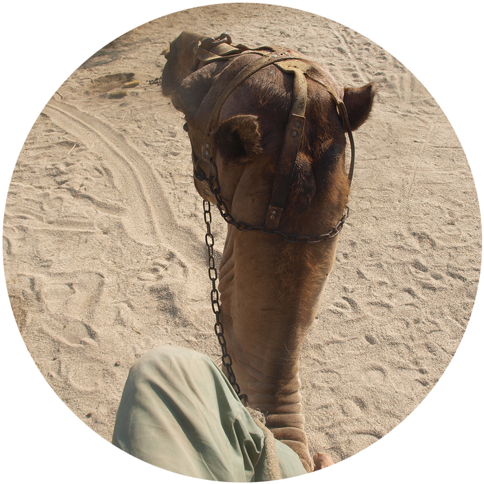 Desert Camel Headshot.jpg PNG