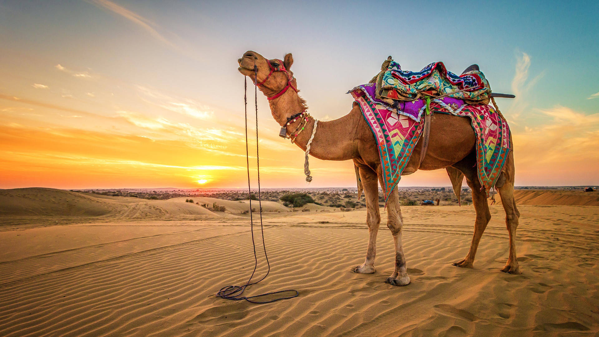 Desert Camel Photography Wallpaper