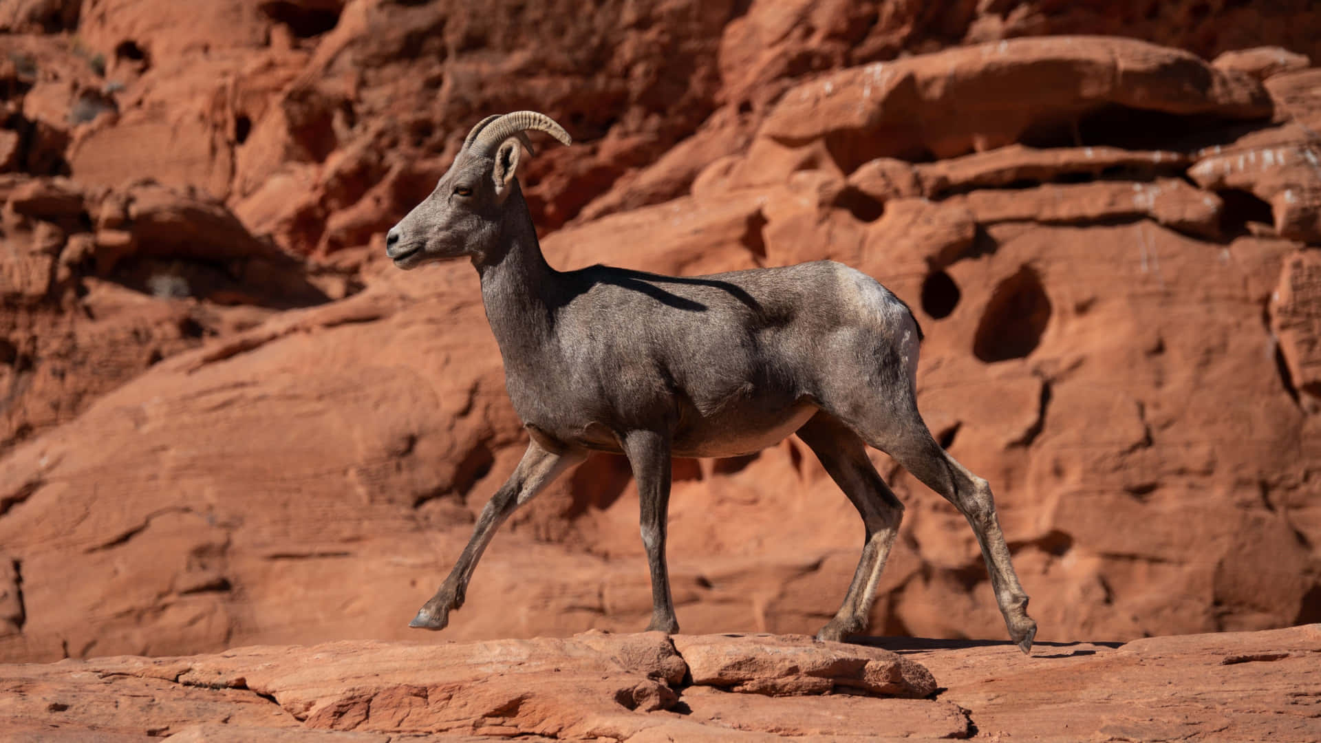 Desert Ibex Walkingon Rocks.jpg Wallpaper