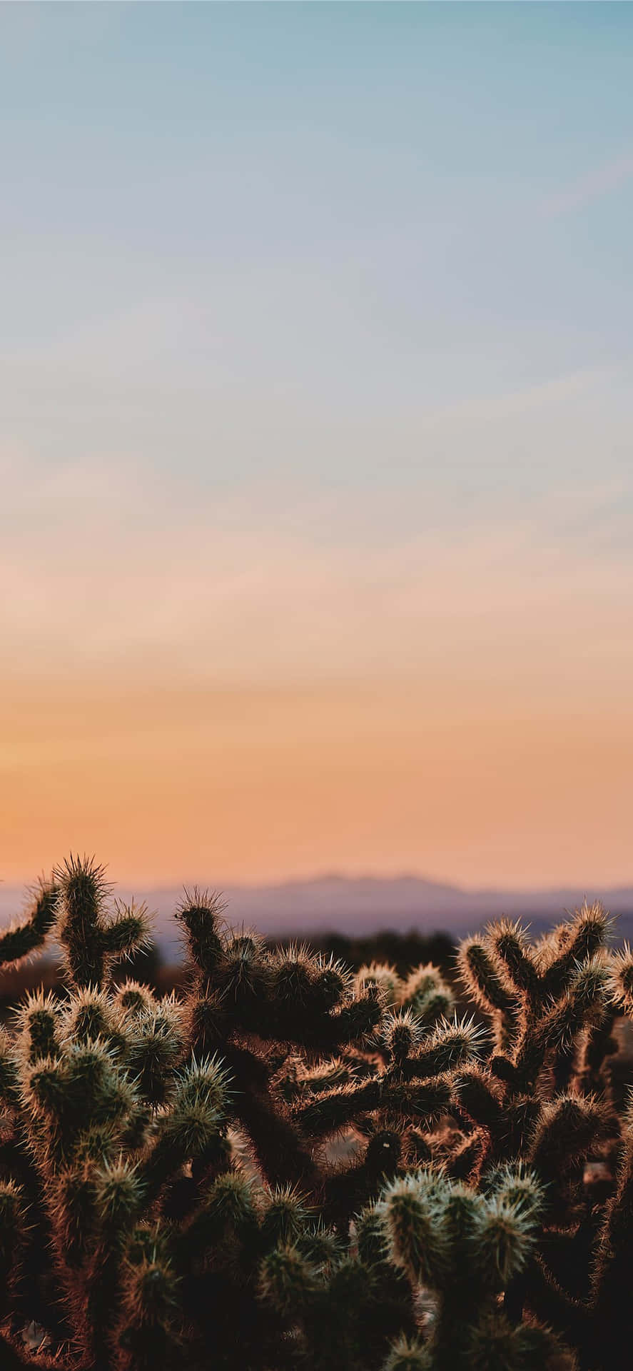 Kaktusin Der Wüste Iphone Wallpaper