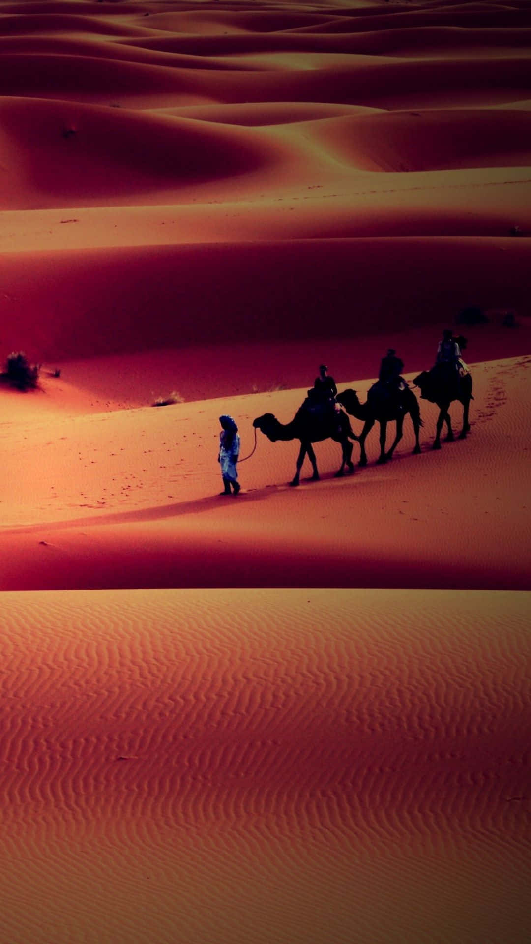 Man With Camels In A Desert Iphone Wallpaper