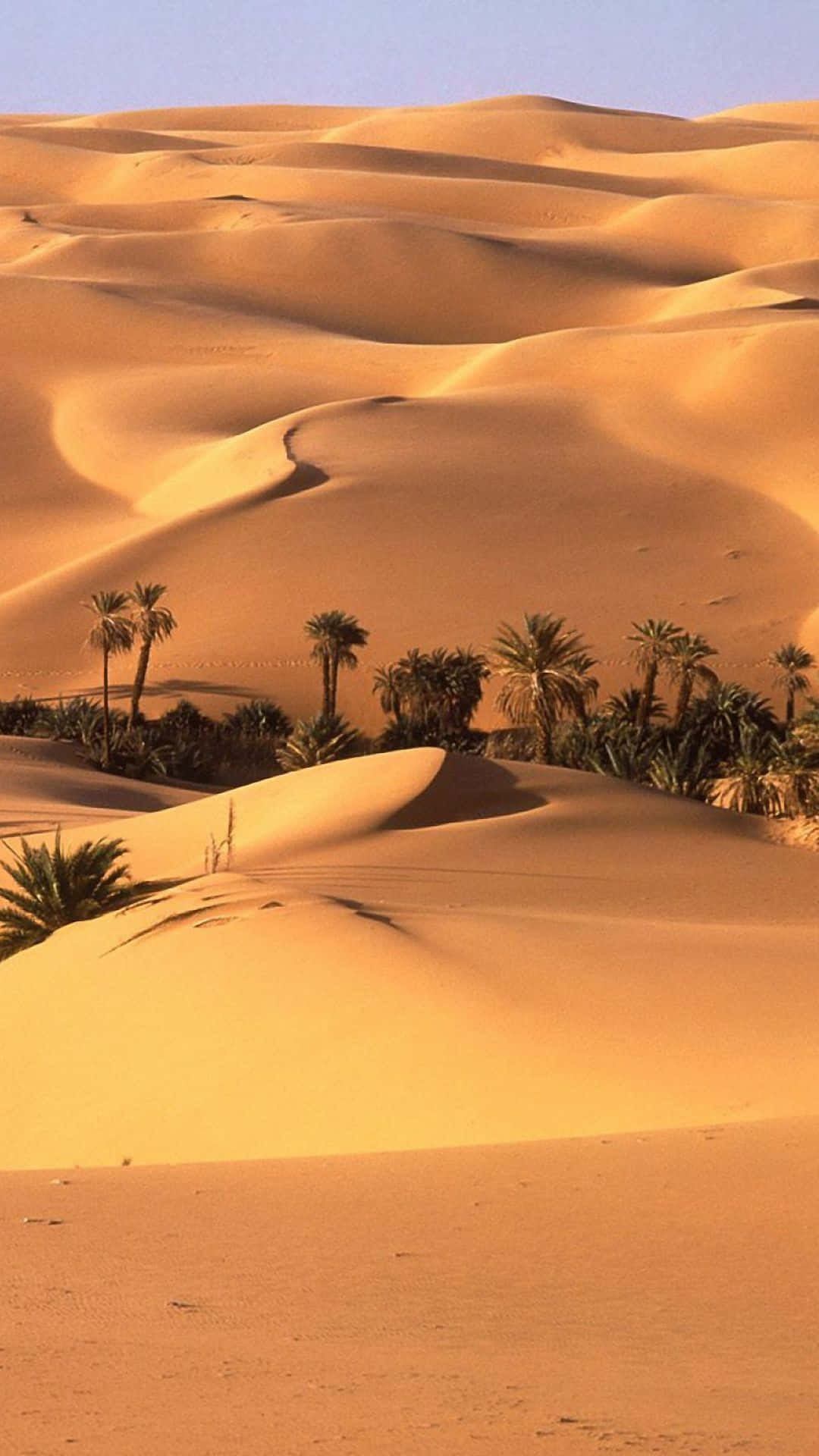 Palmender Wüste Iphone Wallpaper