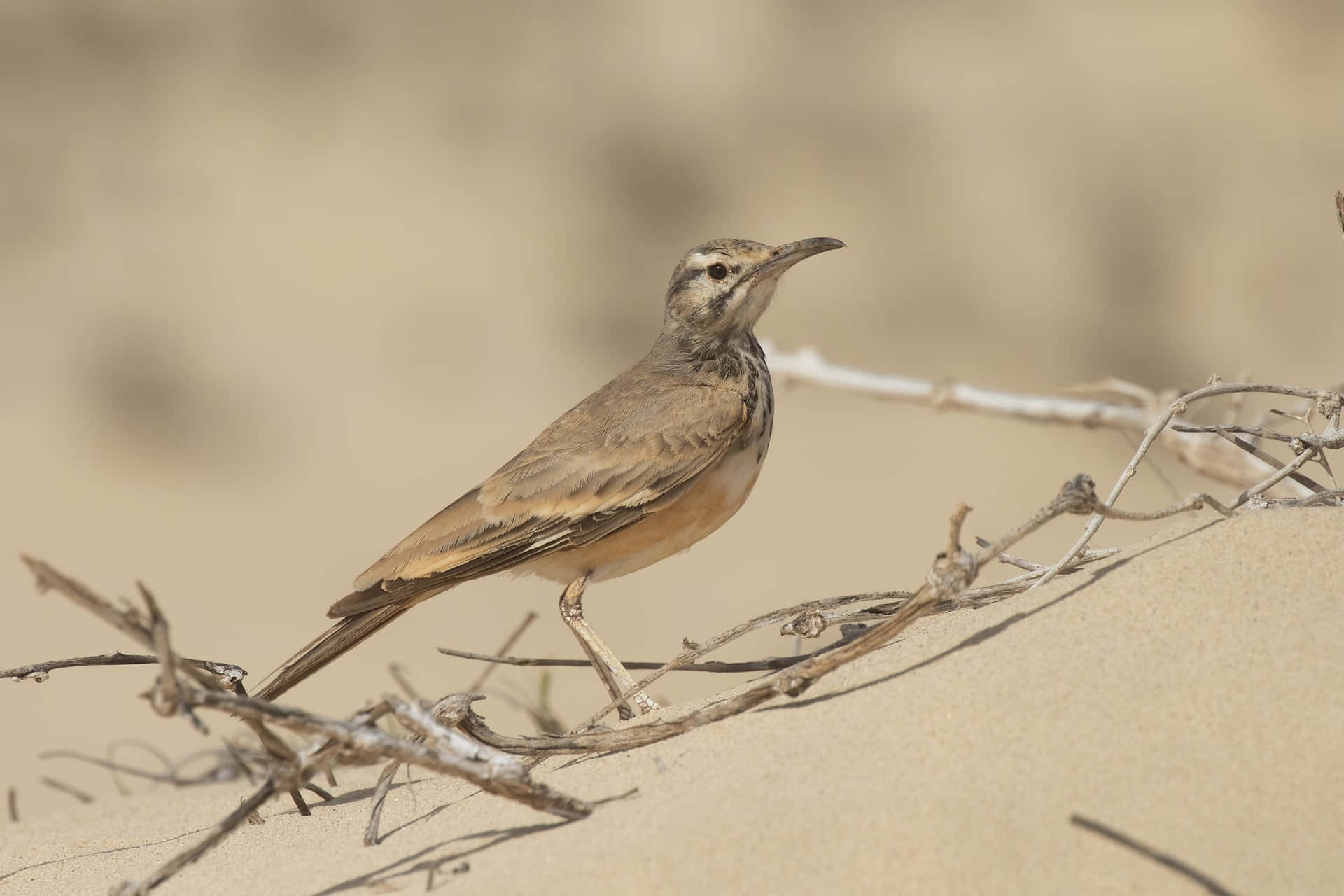 Desert Lark On Sand Dune.jpg Wallpaper