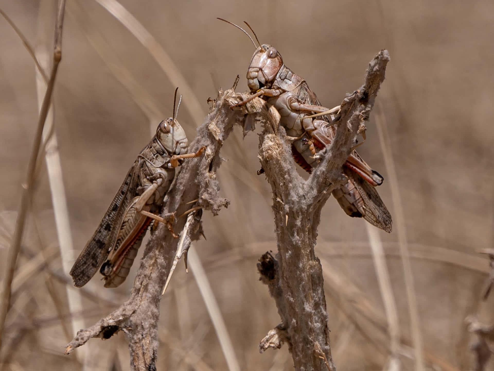 Desert Locusts Perchedon Branch Wallpaper