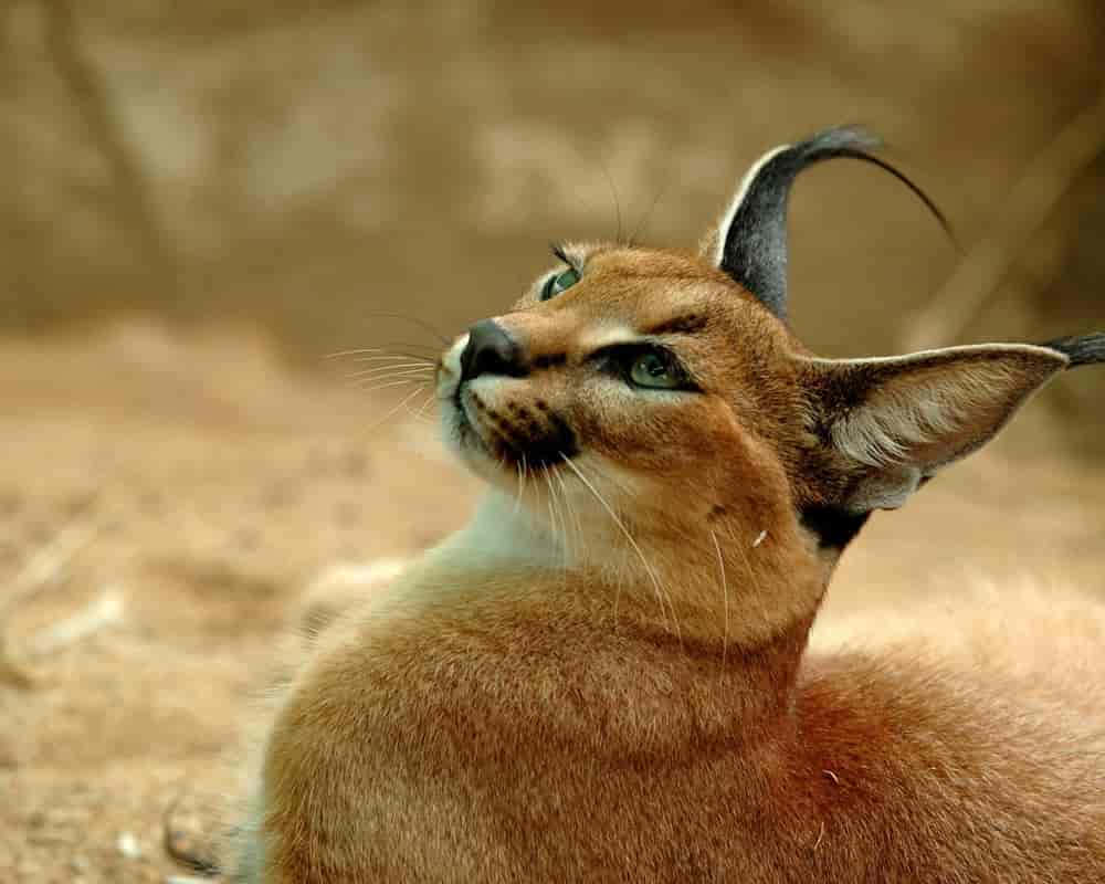 Desert Lynx Exploring its Wild Habitat Wallpaper