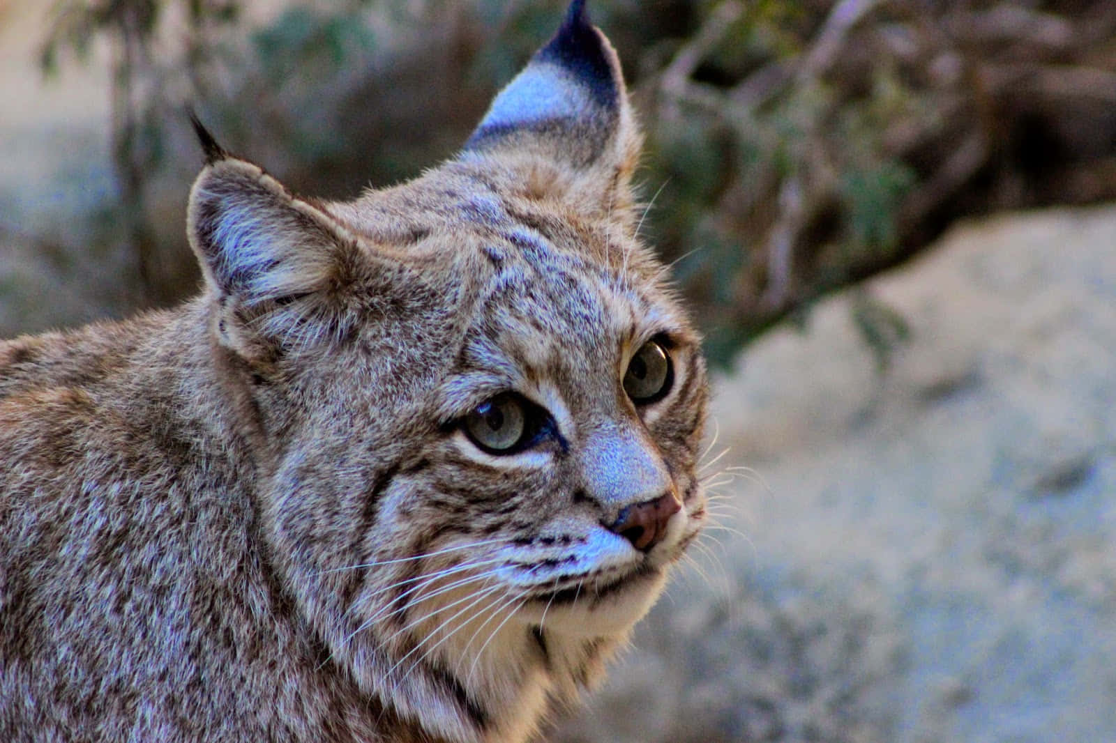 Desert Lynx Prowling Through Its Natural Habitat Wallpaper