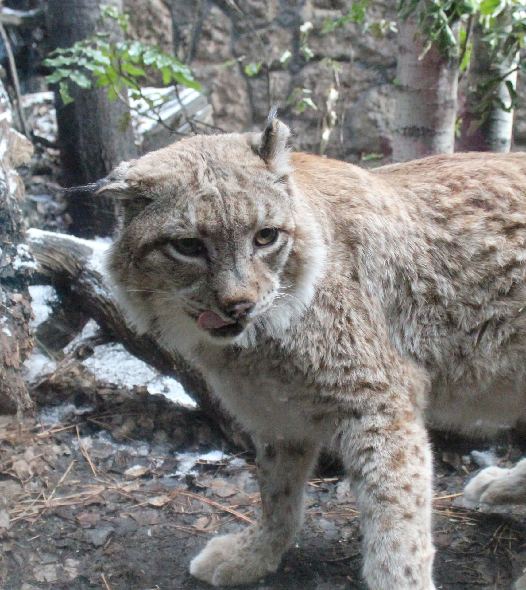 Caption: A Majestic Desert Lynx on the Prowl Wallpaper