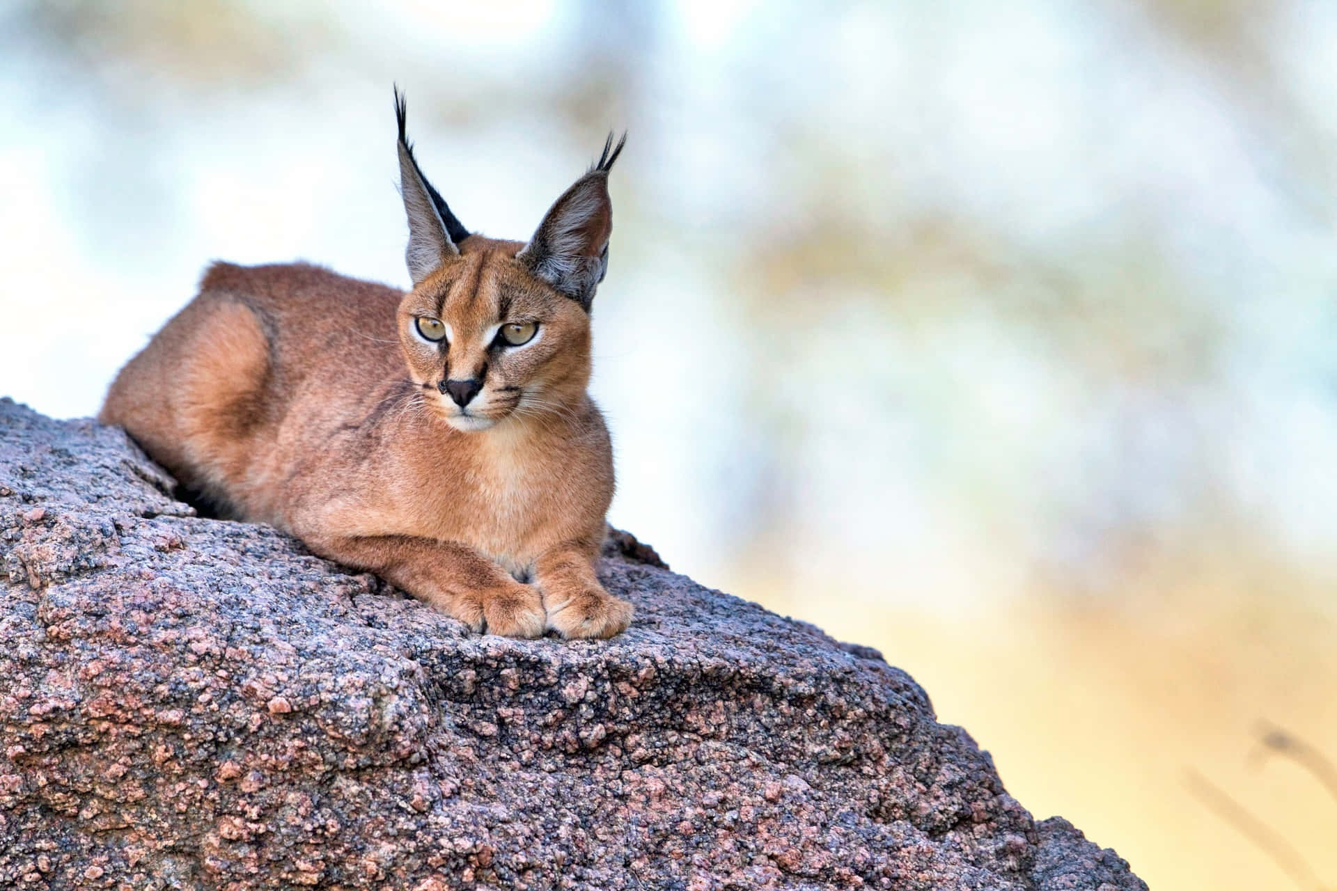 Fondode Pantalla De Desert Lynx De 2500 X 1667 Píxeles Fondo de pantalla