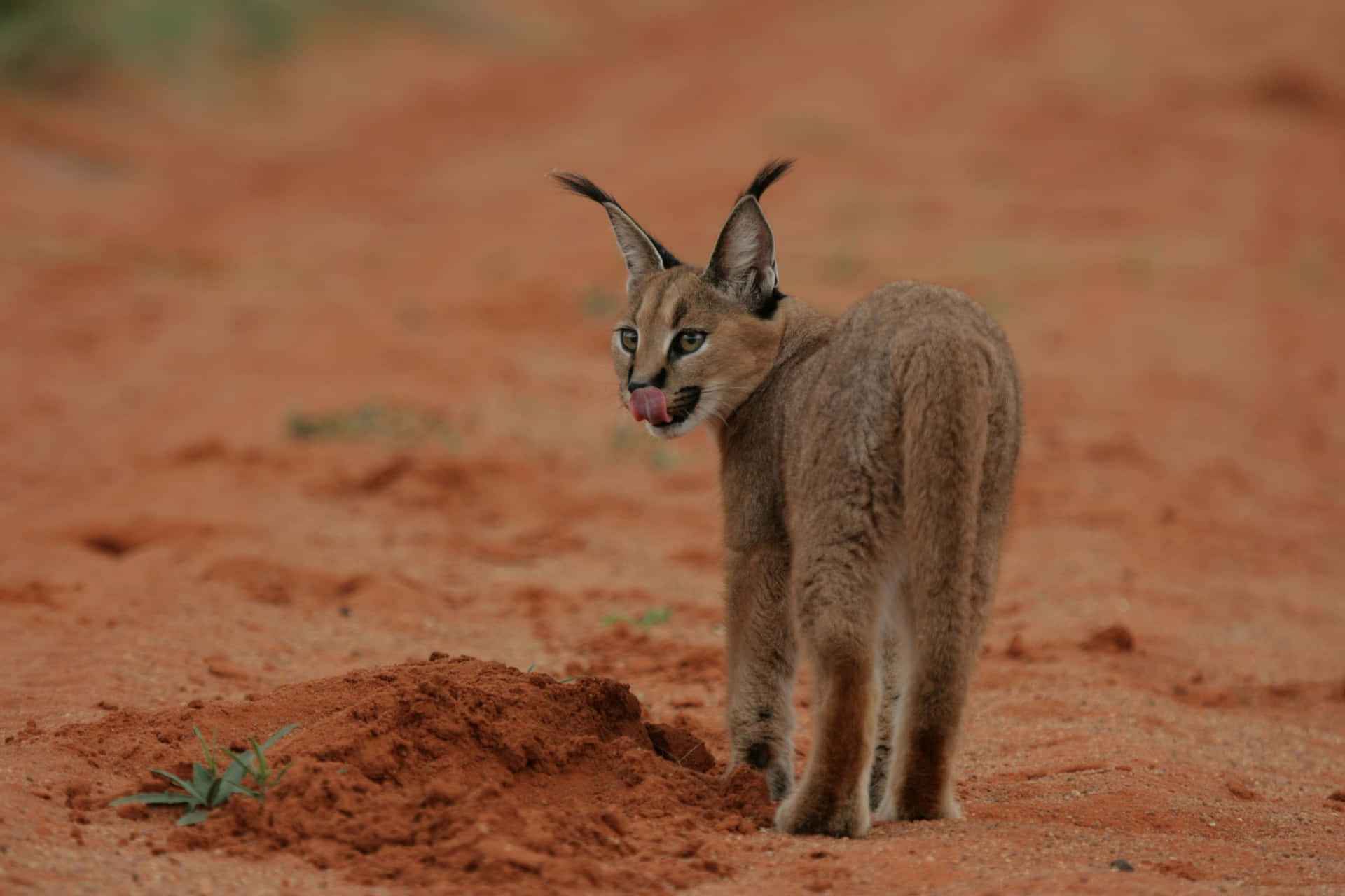 Majestic Desert Lynx on the Prowl Wallpaper