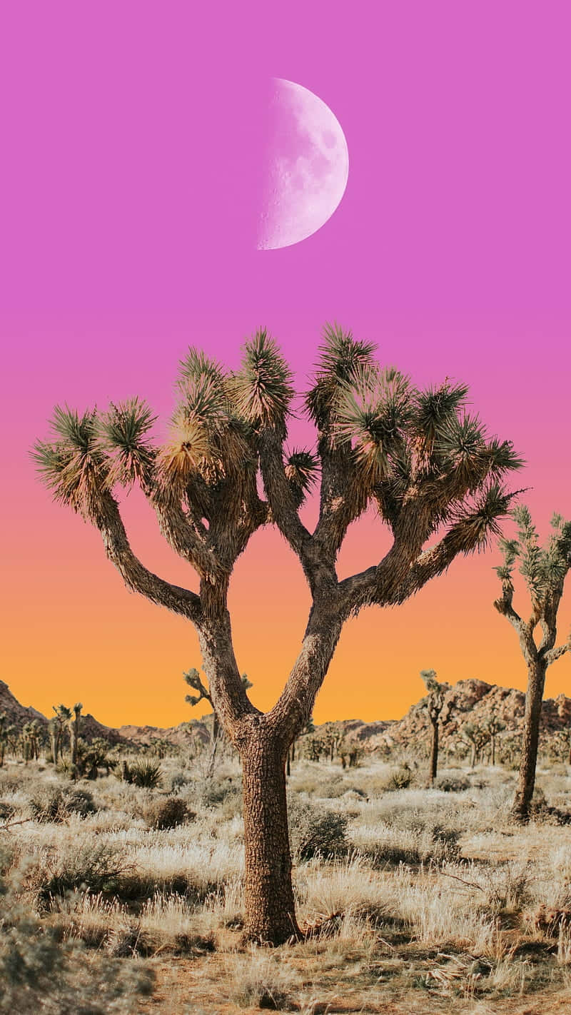 Desert_ Moonrise_ Over_ Joshua_ Tree.jpg Wallpaper
