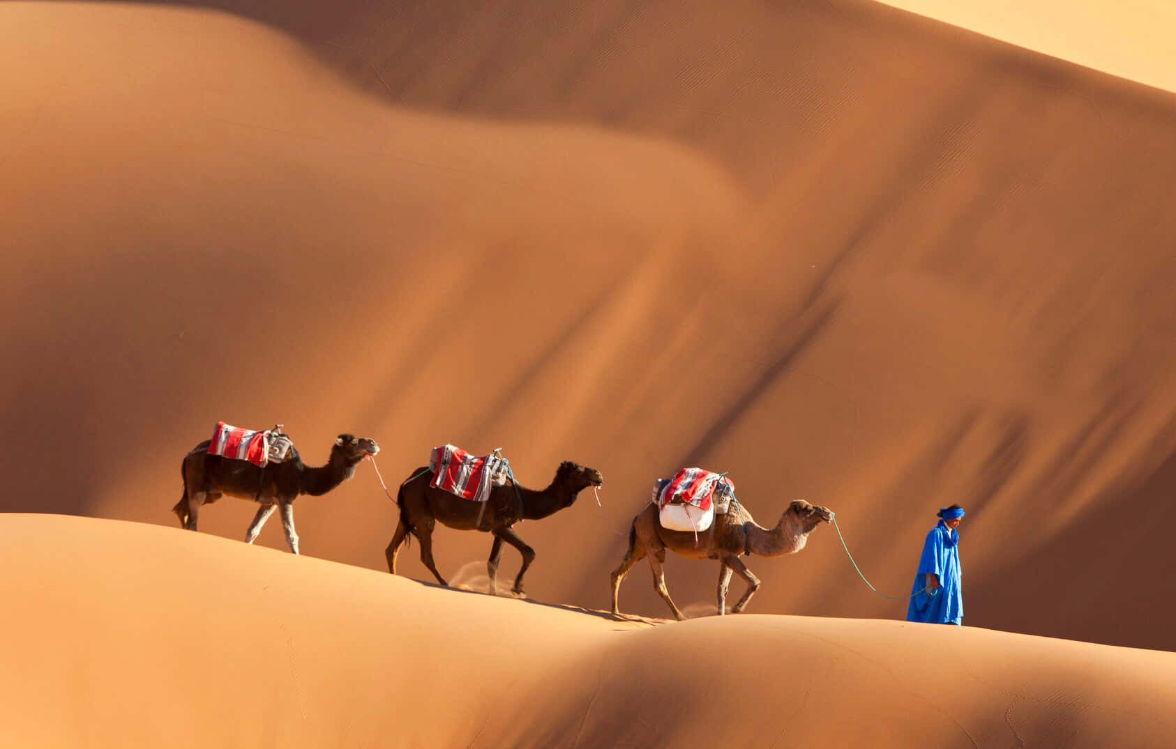 A Man Is Leading A Group Of Camels Through The Desert