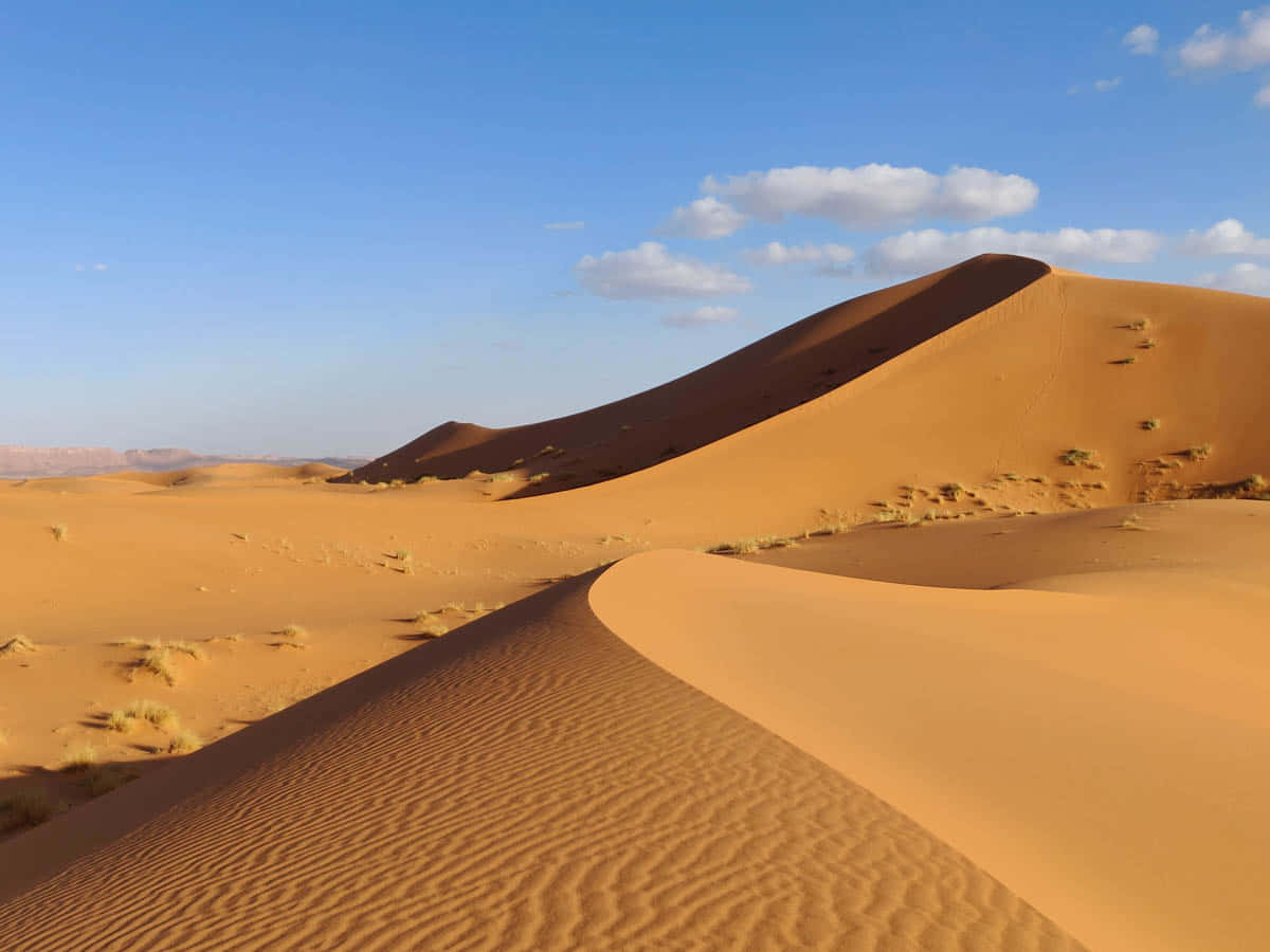 Daswunder Der Wüste