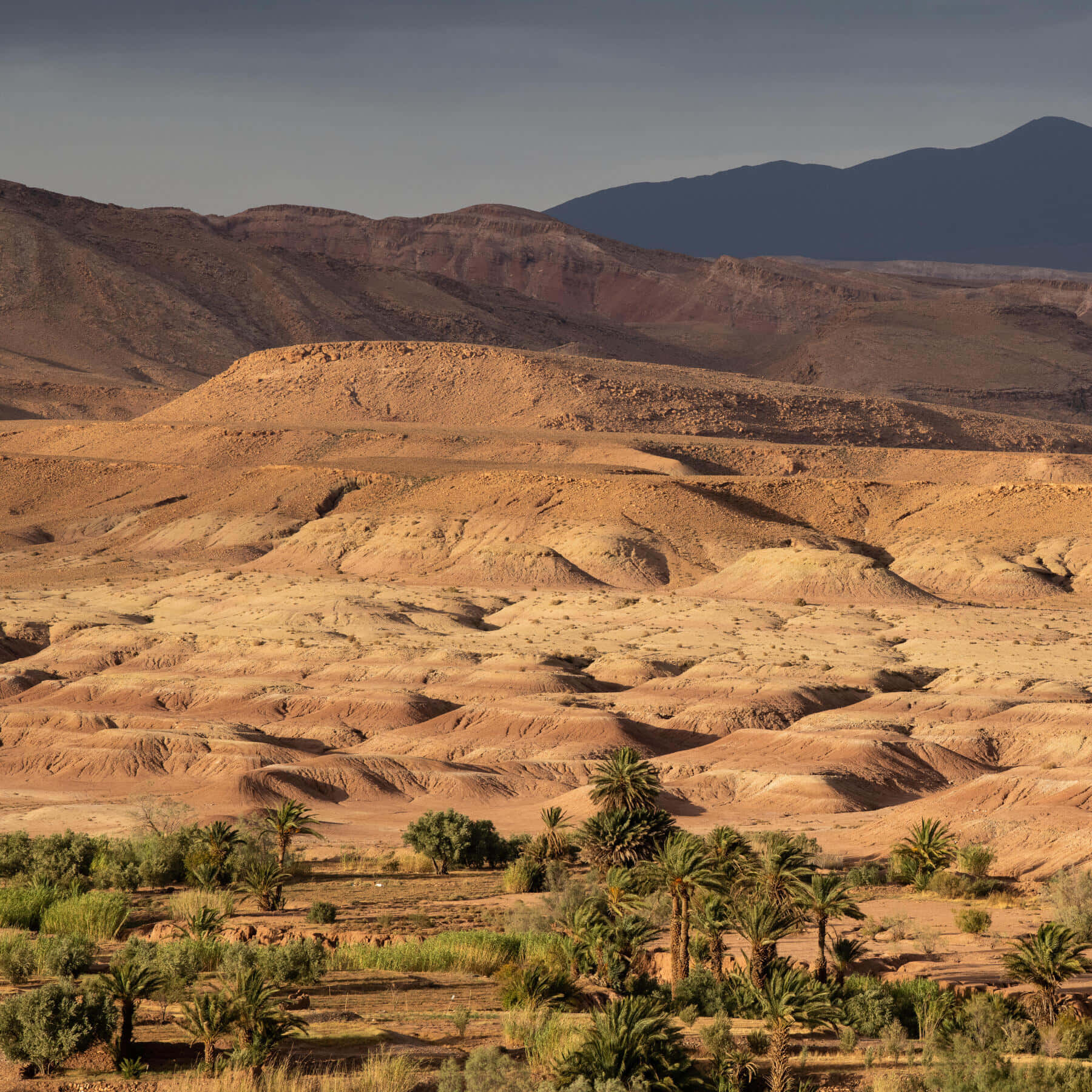 Etbillede Af Sandklitterne I Ørkenen.