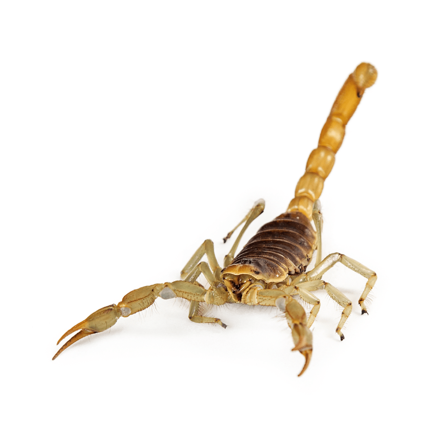 Desert Scorpion Isolatedon White PNG