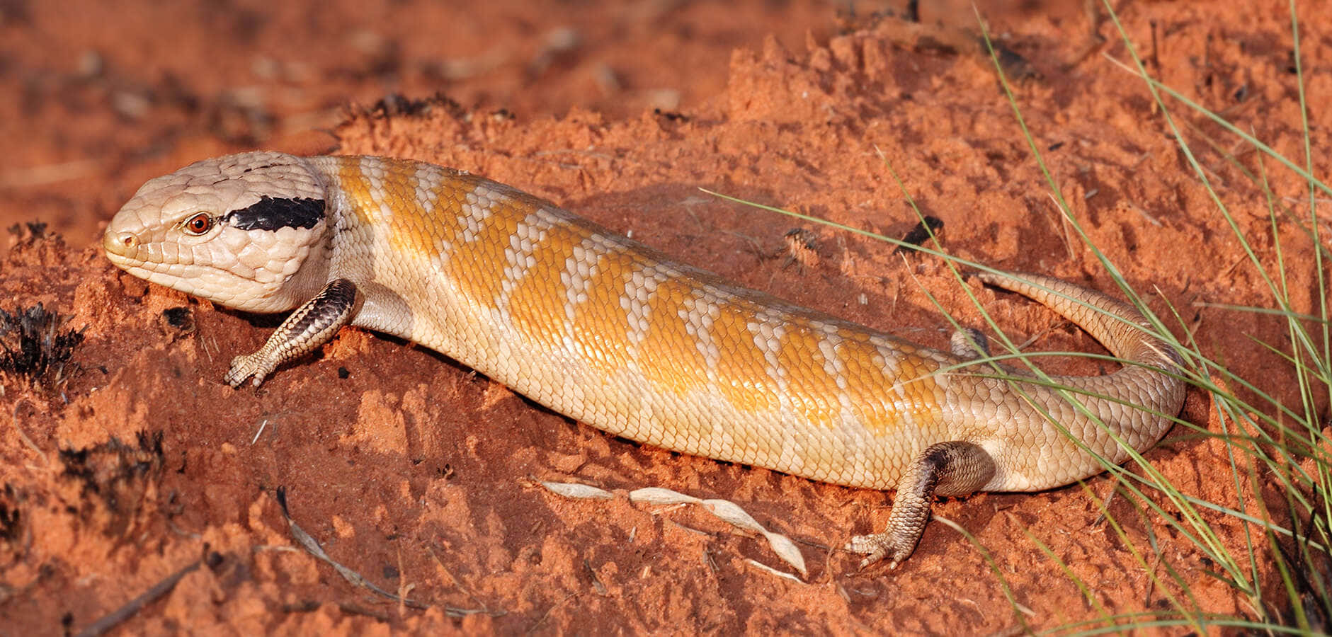 Woestijnskink Op Rode Zand Achtergrond