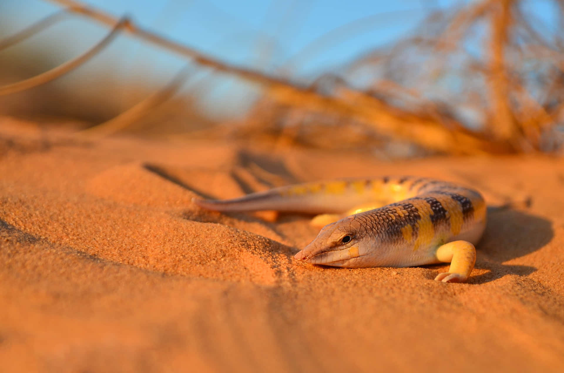 Desert Skinkon Sand Dunes.jpg Wallpaper