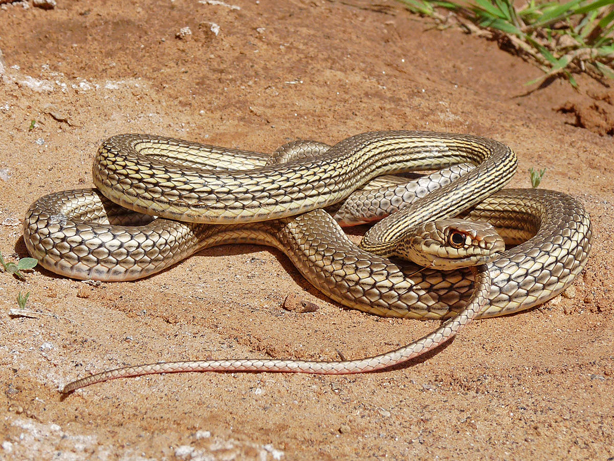 Fotografíade La Naturaleza: Serpiente Rayada Del Desierto Fondo de pantalla