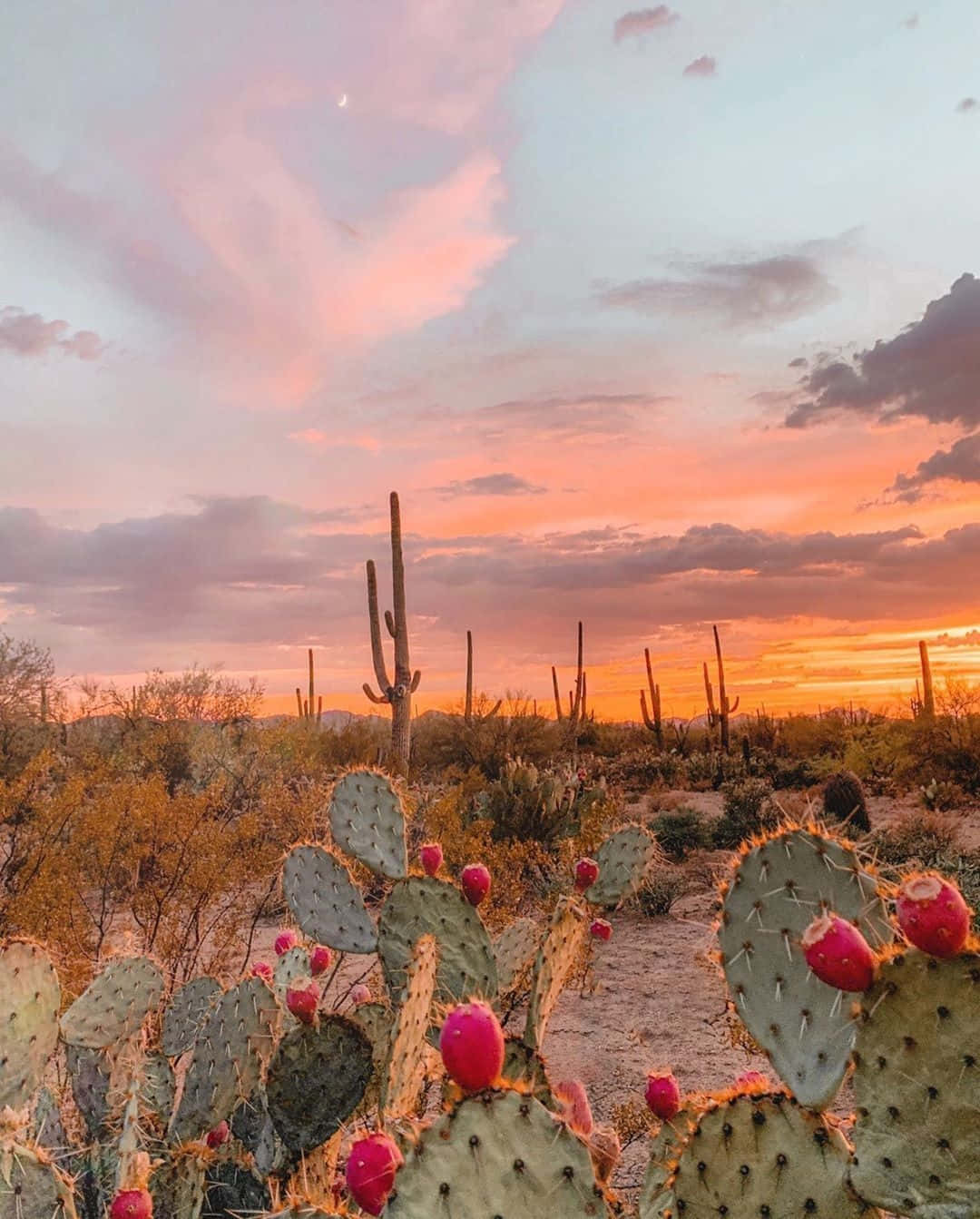 Desert Sunset Cactus Landscape.jpg Wallpaper