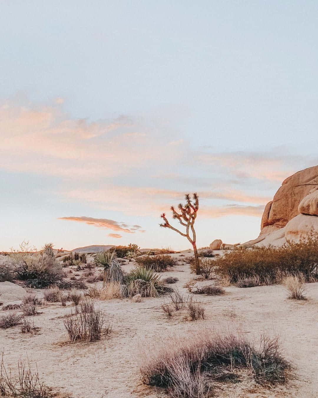 Desert Sunset Joshua Tree Wallpaper