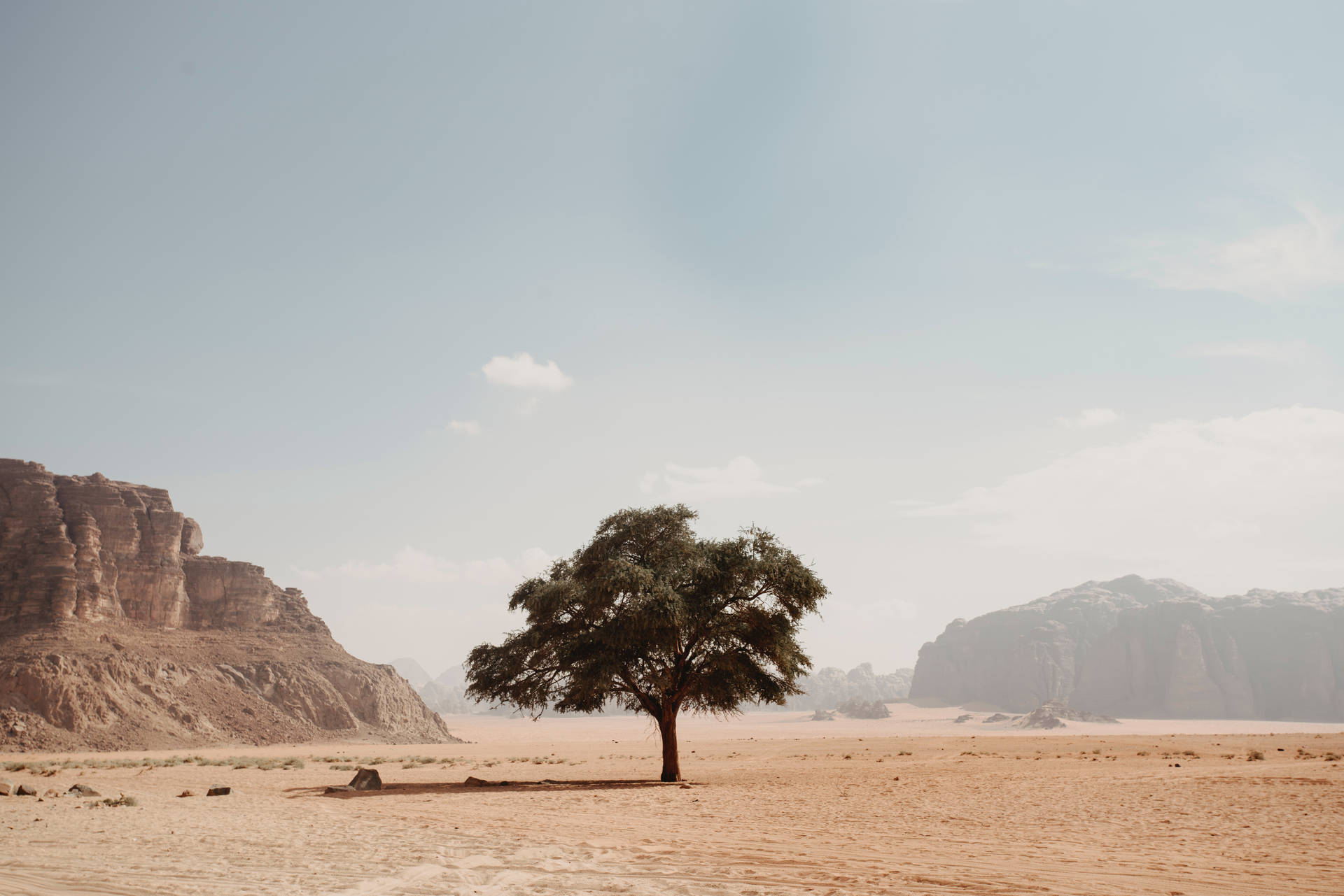 Wüstenbaumhd Landschaft Hintergrundbild Für Den Desktop Wallpaper
