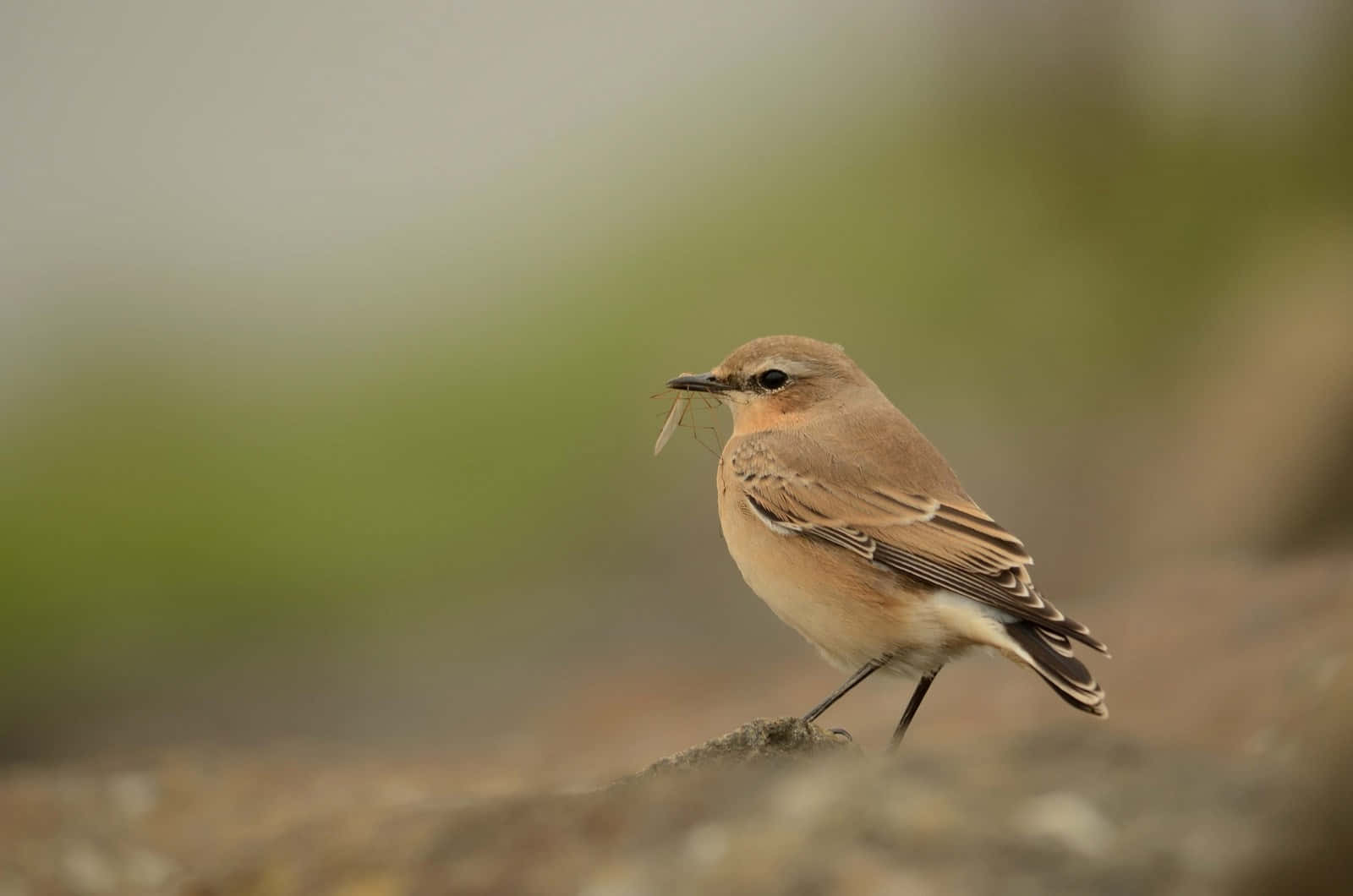 Desert Wheatearwith Prey.jpg Wallpaper