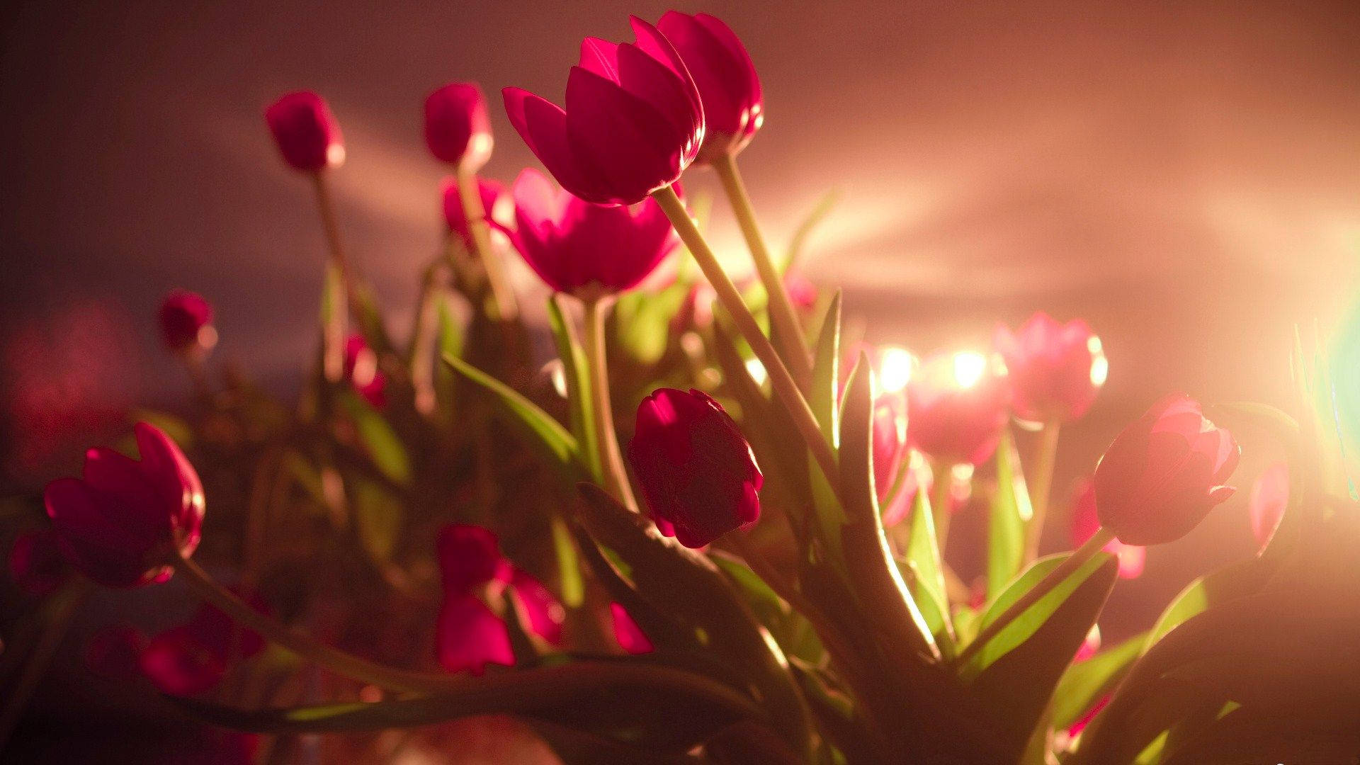 Desktop De Flores De Tulipa De Jardim Papel de Parede