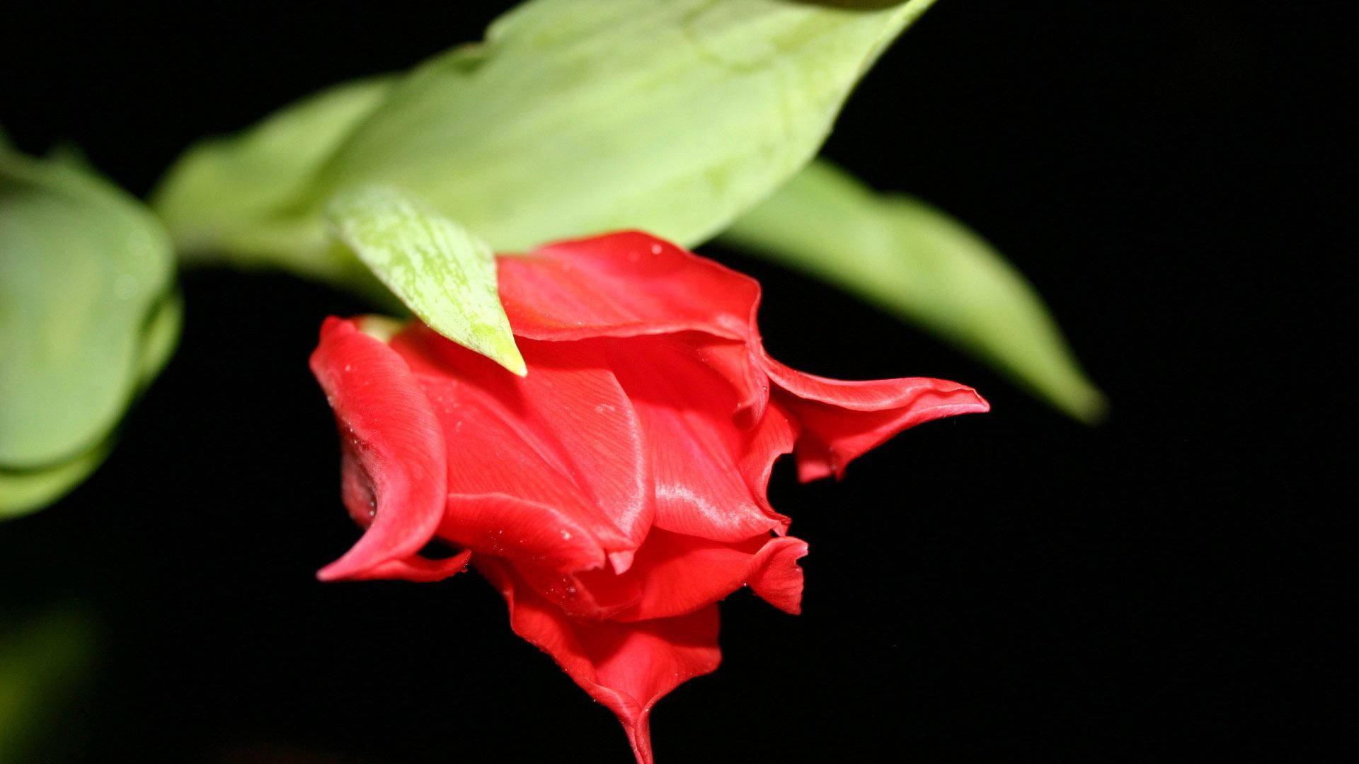 Desktop De Flores Vermelhas Papel de Parede