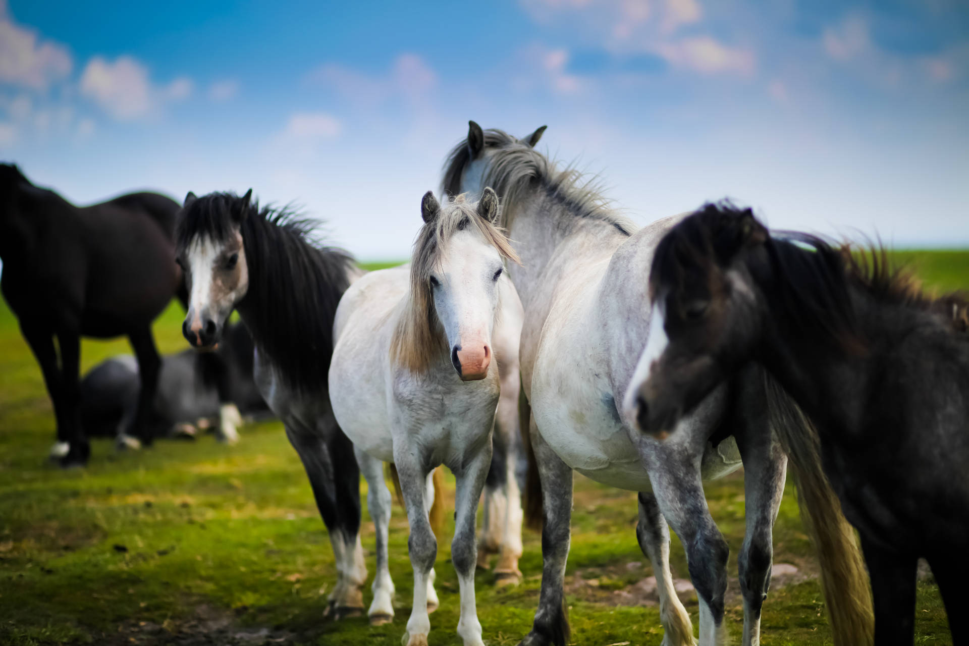 Desktop Fofo Do Herd Of Horses Papel de Parede