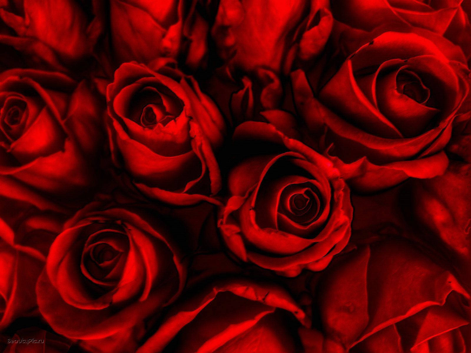 Desktop Of Red Roses Hd Rose Wallpaper Full Pics Smartphone