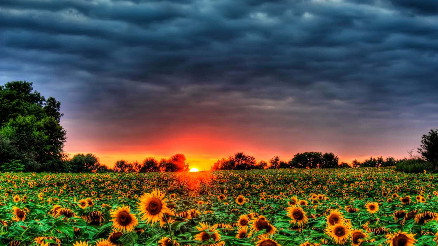 Desktop Picture Sunflower Field