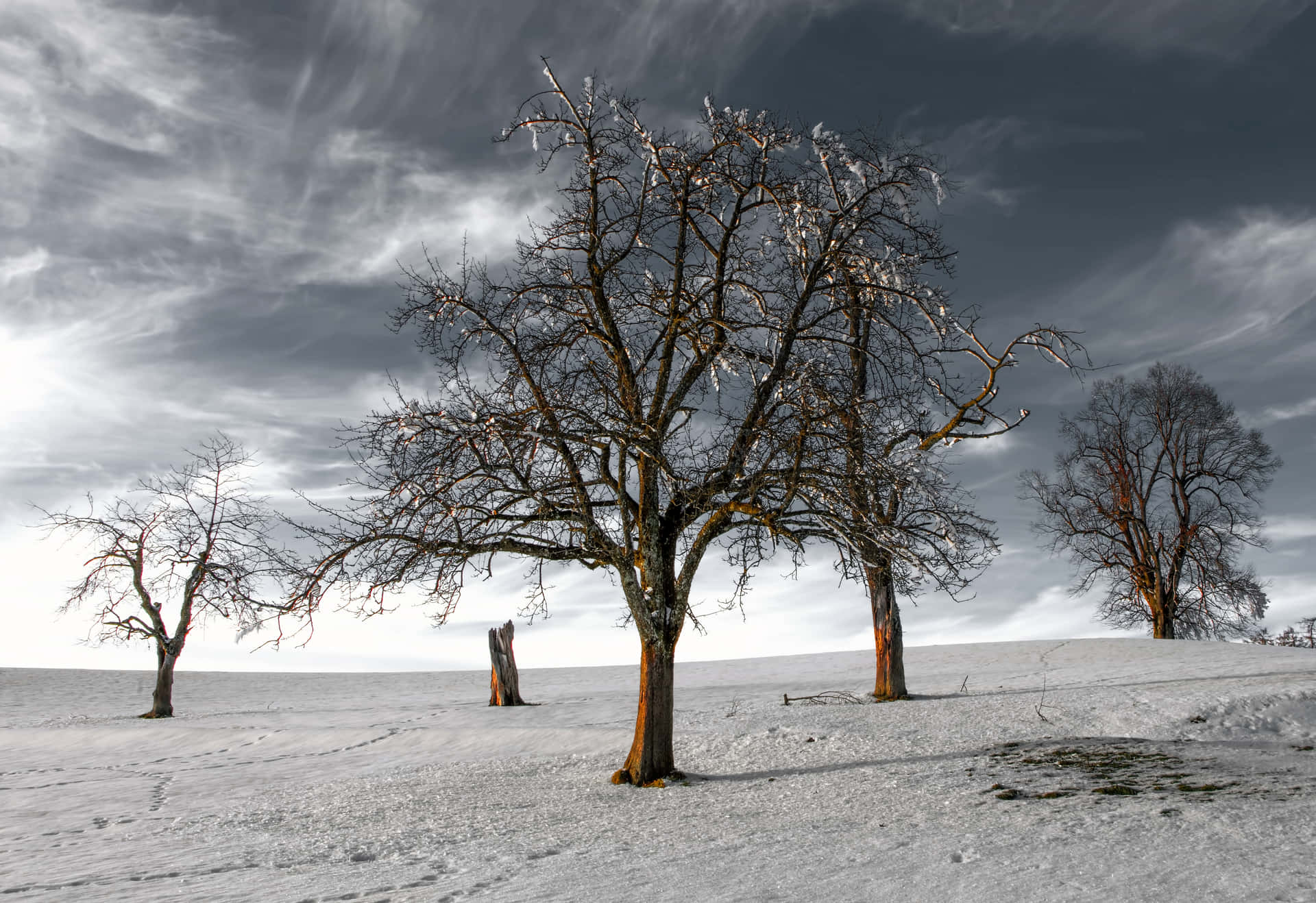 Desolate Dead Tree Snow Wallpaper