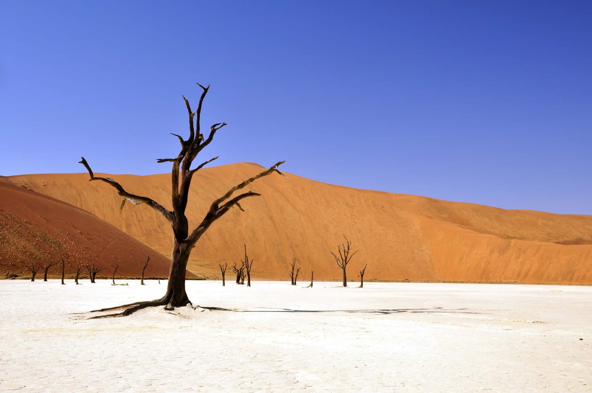 Desolate Desert Mountain Dead Tree Wallpaper