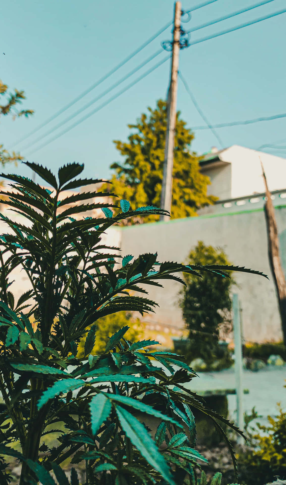 Destop Nature Image Wallpaper