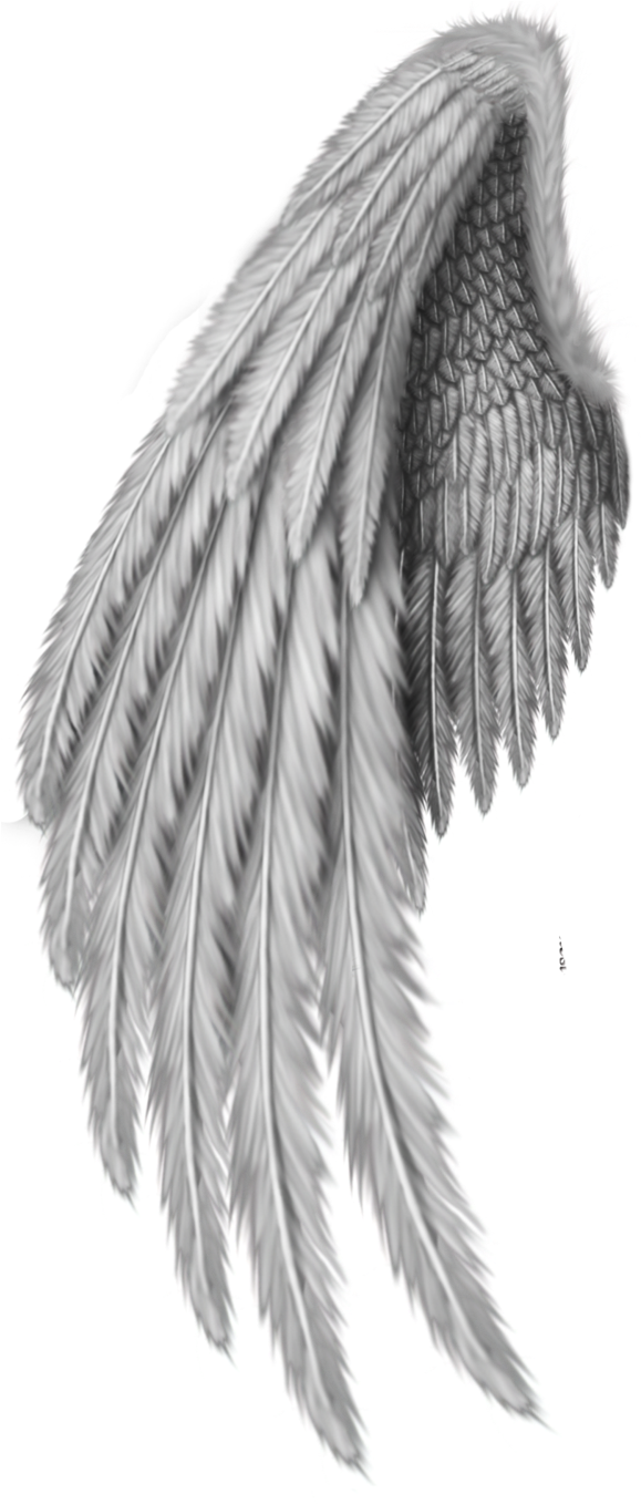 Detailed Angel Wing Drawing PNG