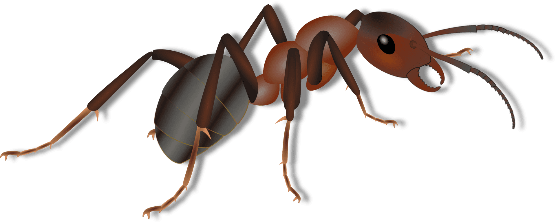Detailed Ant Illustration PNG