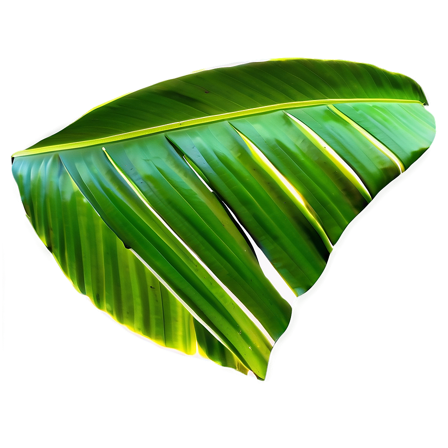 Detailed Banana Leaf Design Png 28 PNG