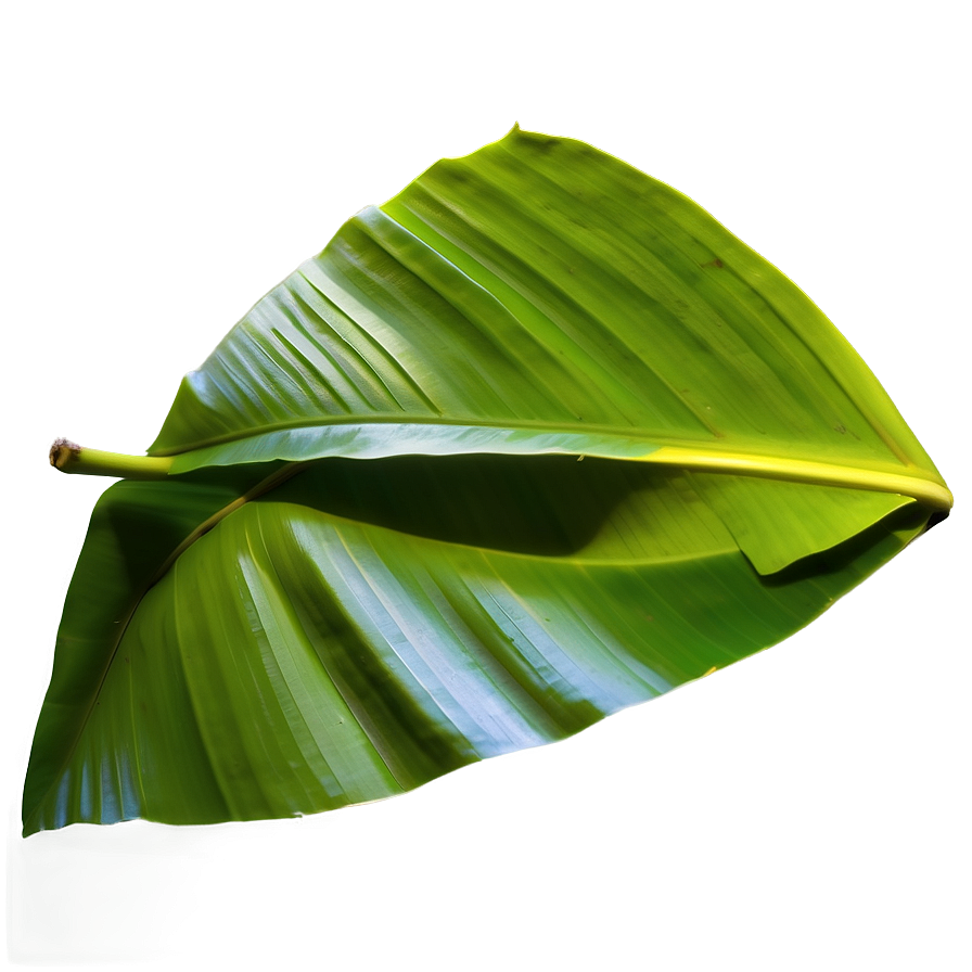 Detailed Banana Leaf Png 06232024 PNG