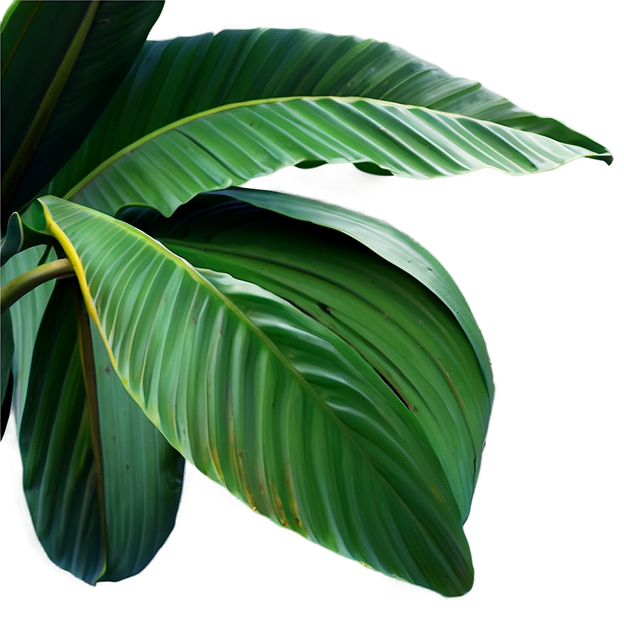 Download Detailed Banana Leaf Png Mga | Wallpapers.com