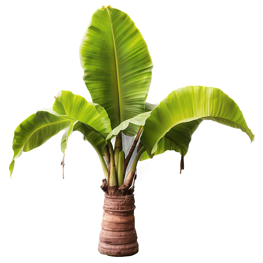 Detailed Banana Tree Botanical Png Ppc54 PNG