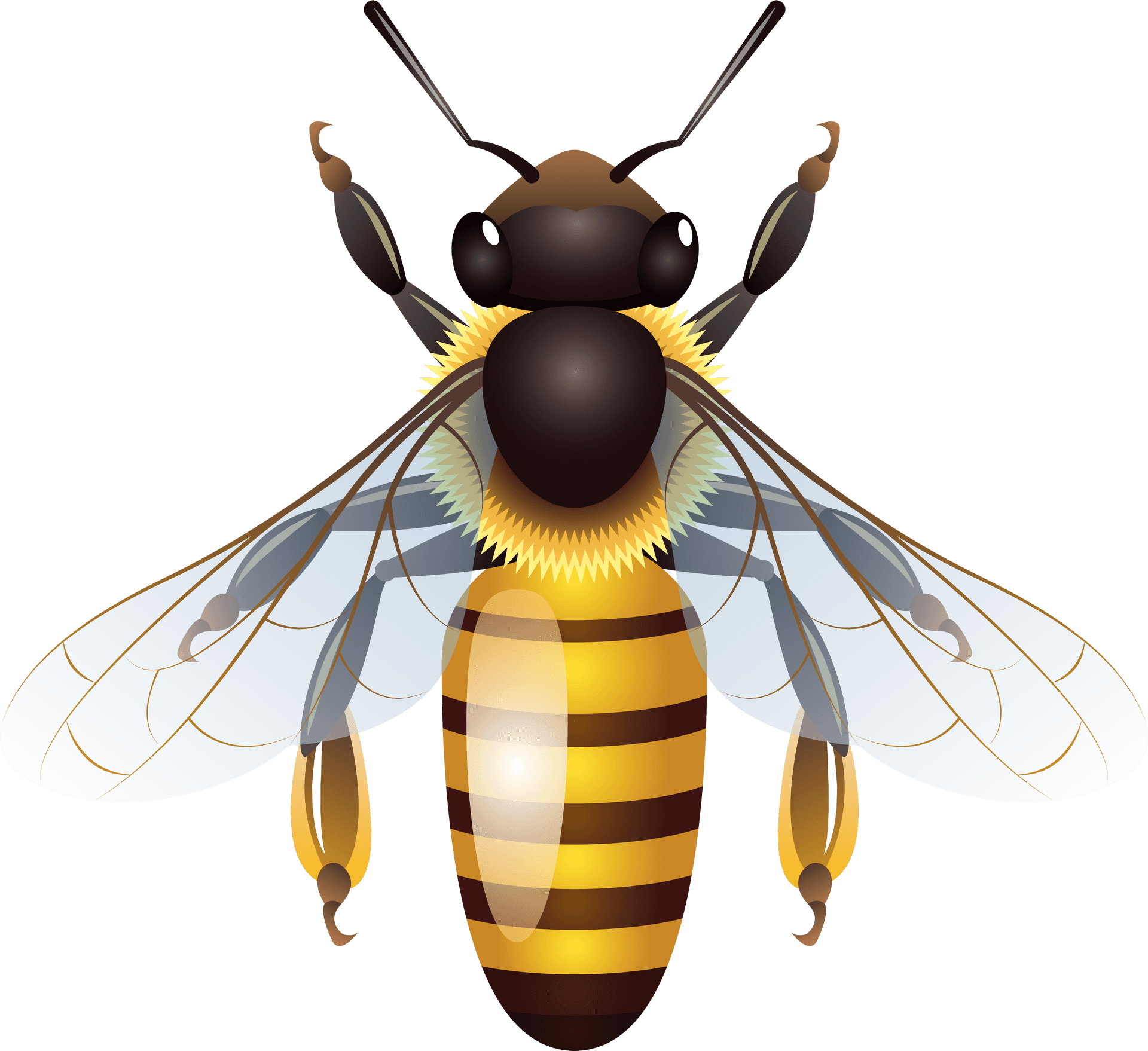 Detailed Bee Clipart Illustration PNG